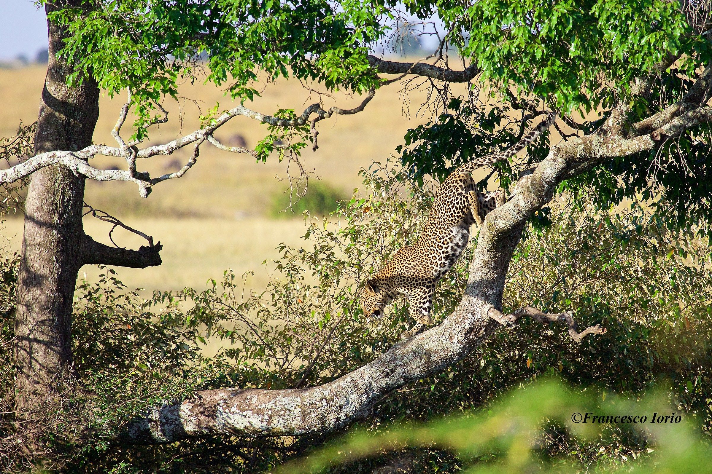 A window on the savannah