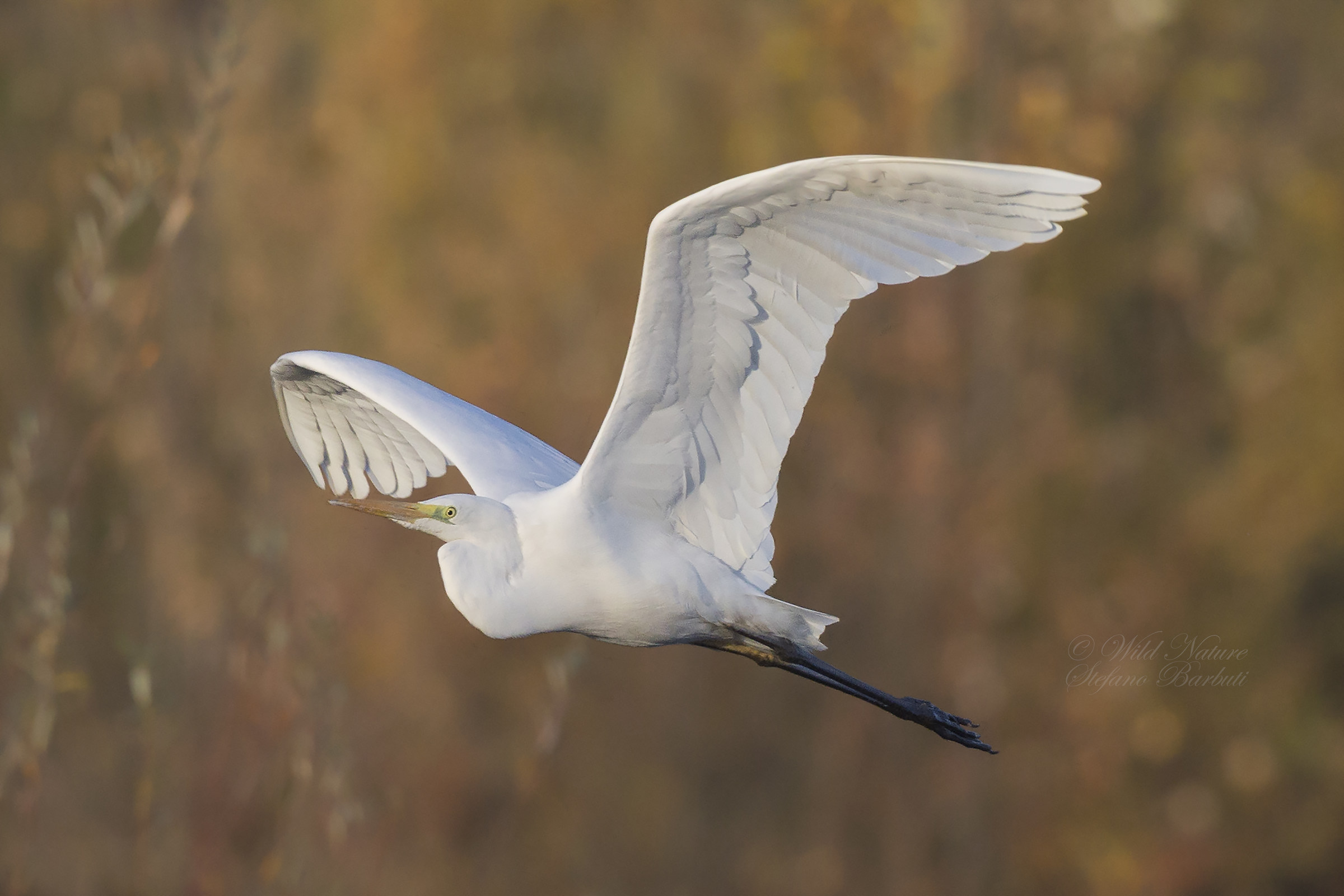 Airone bianco maggiore immerso nei colori dell'autunno