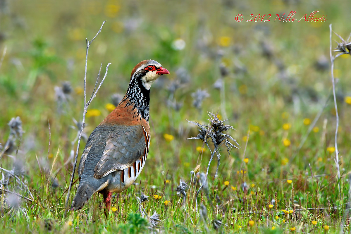 Red-legged partridge?? or else