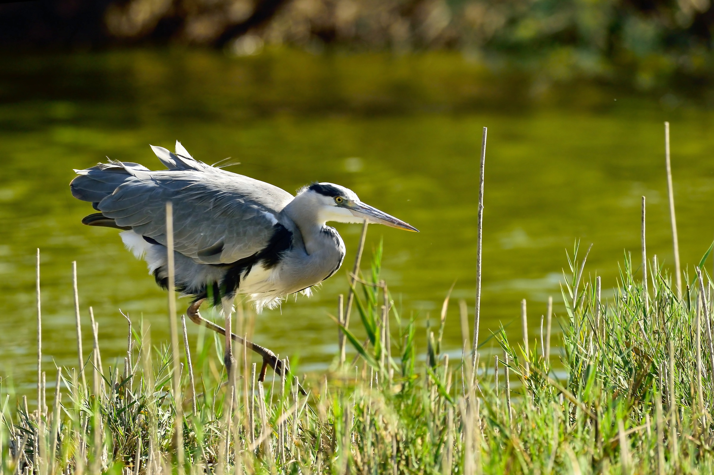 Grey Heron
