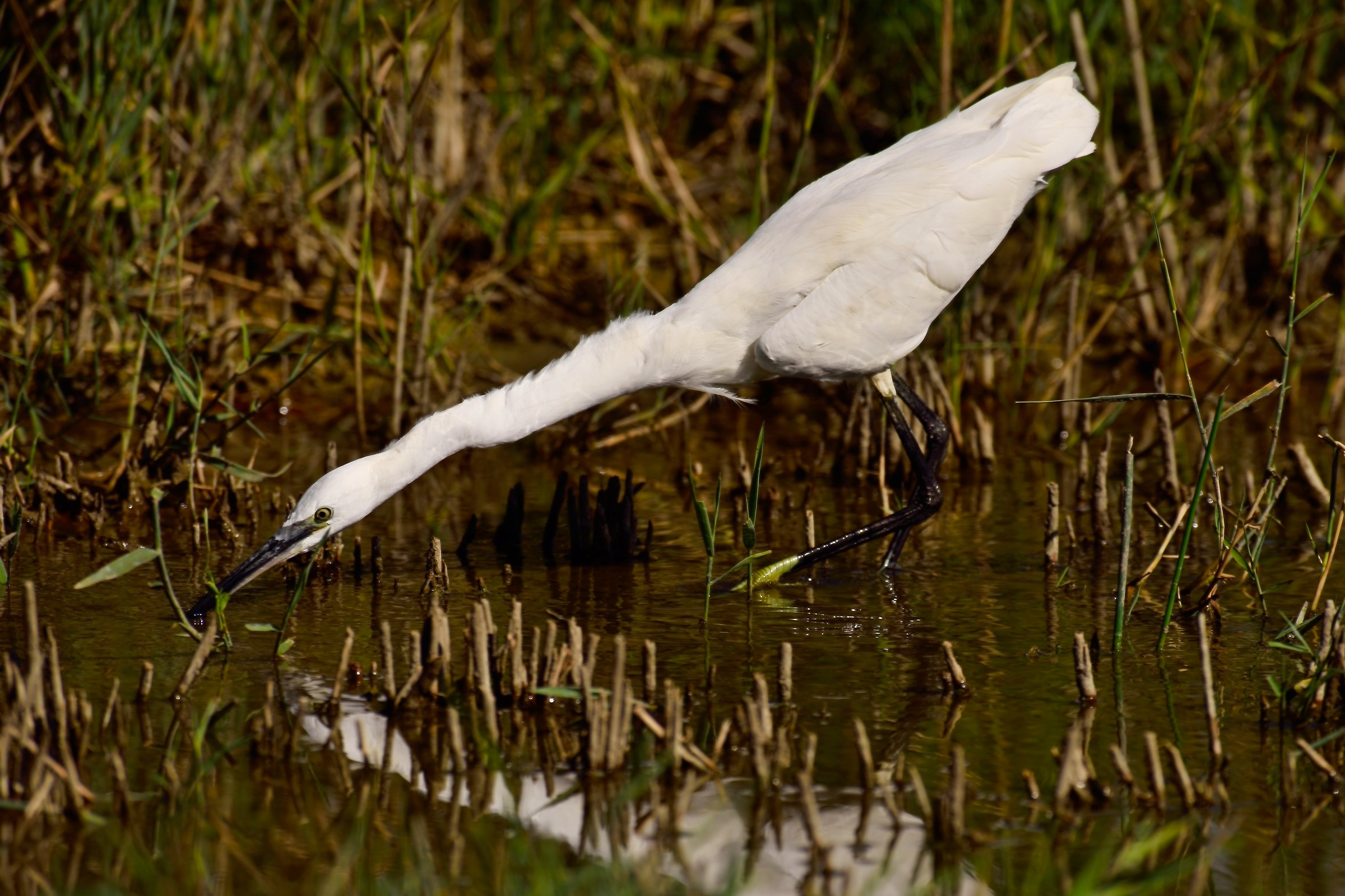 The attack of the Egret
