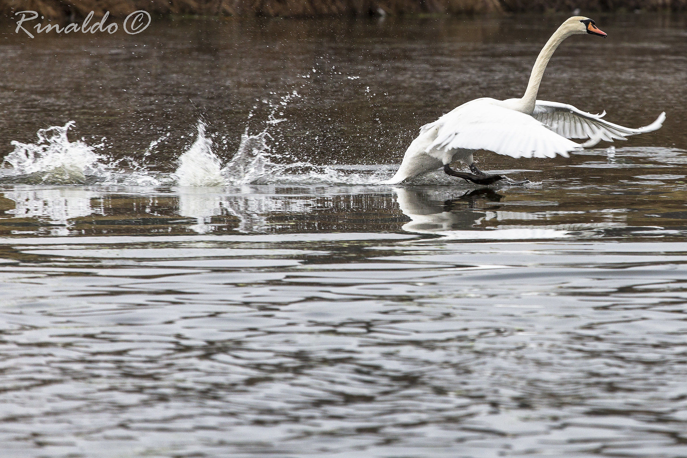 Swan in landing