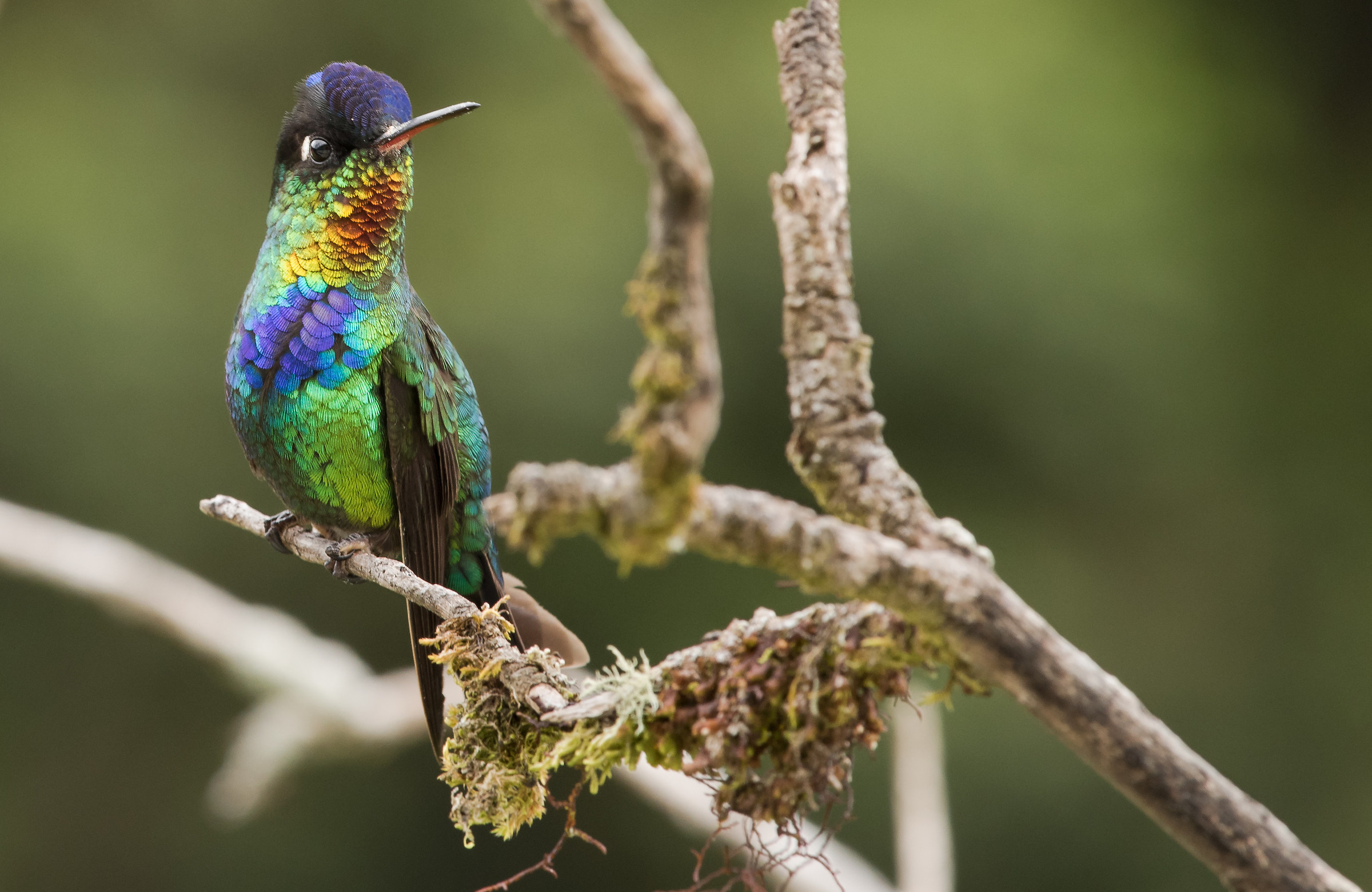 fiery throated hummingbird