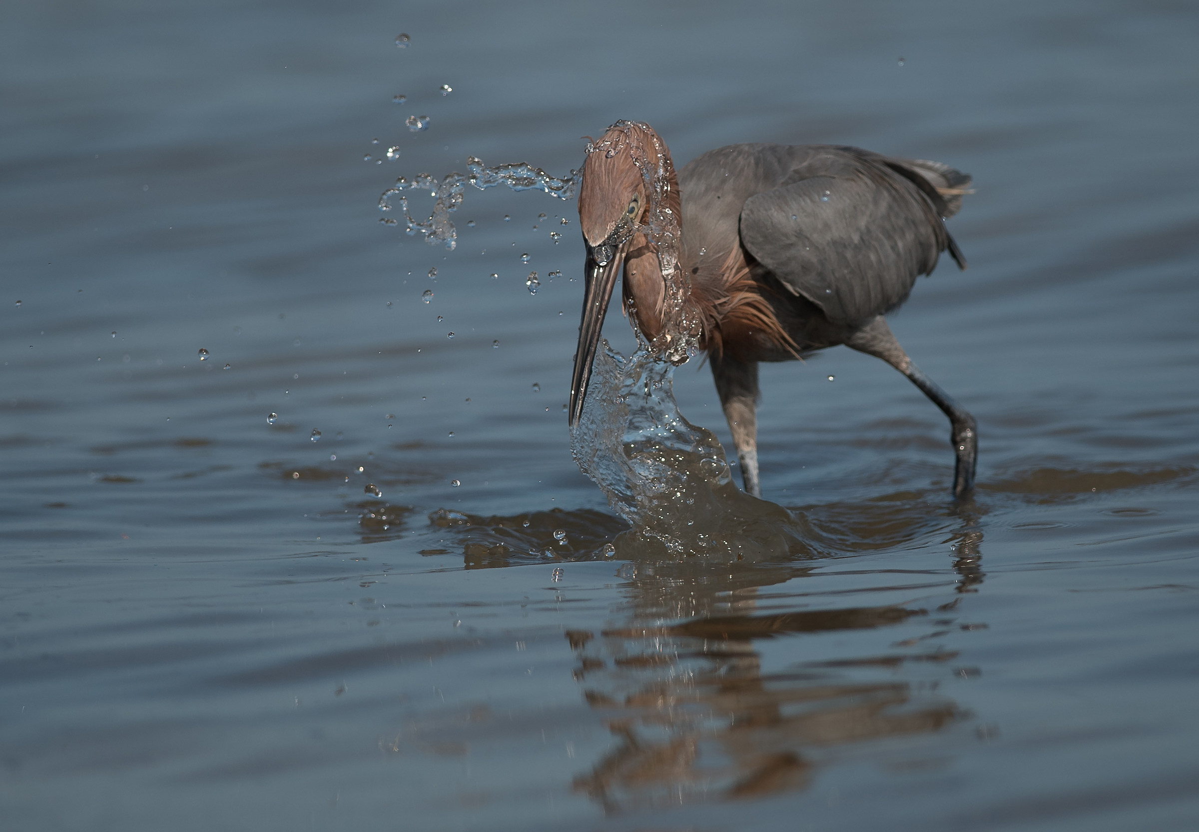 little blue heron