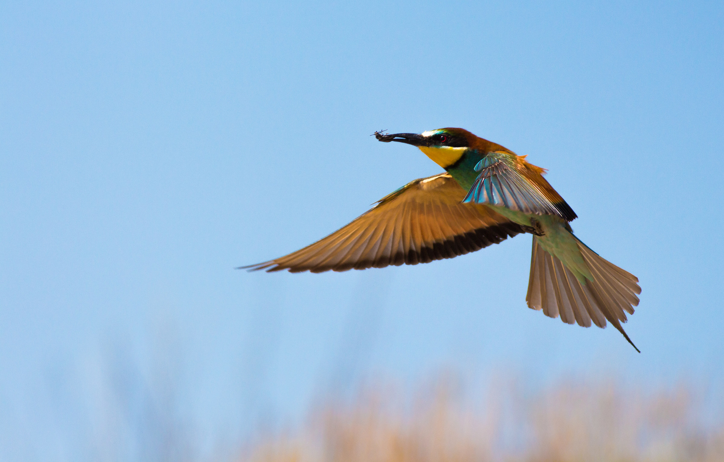 bee-eater