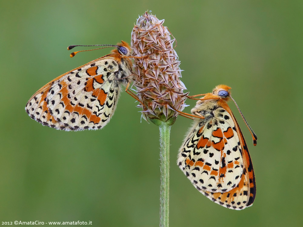 Melitaea didyma (Esper, 1779) - Nymphalidae Melitaeinae