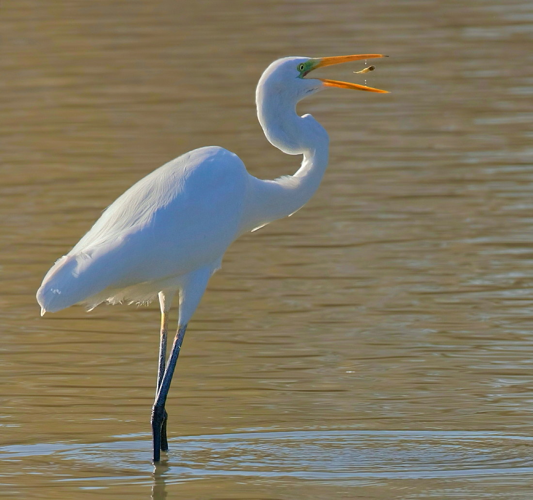 Airone Bianco Giocoliere