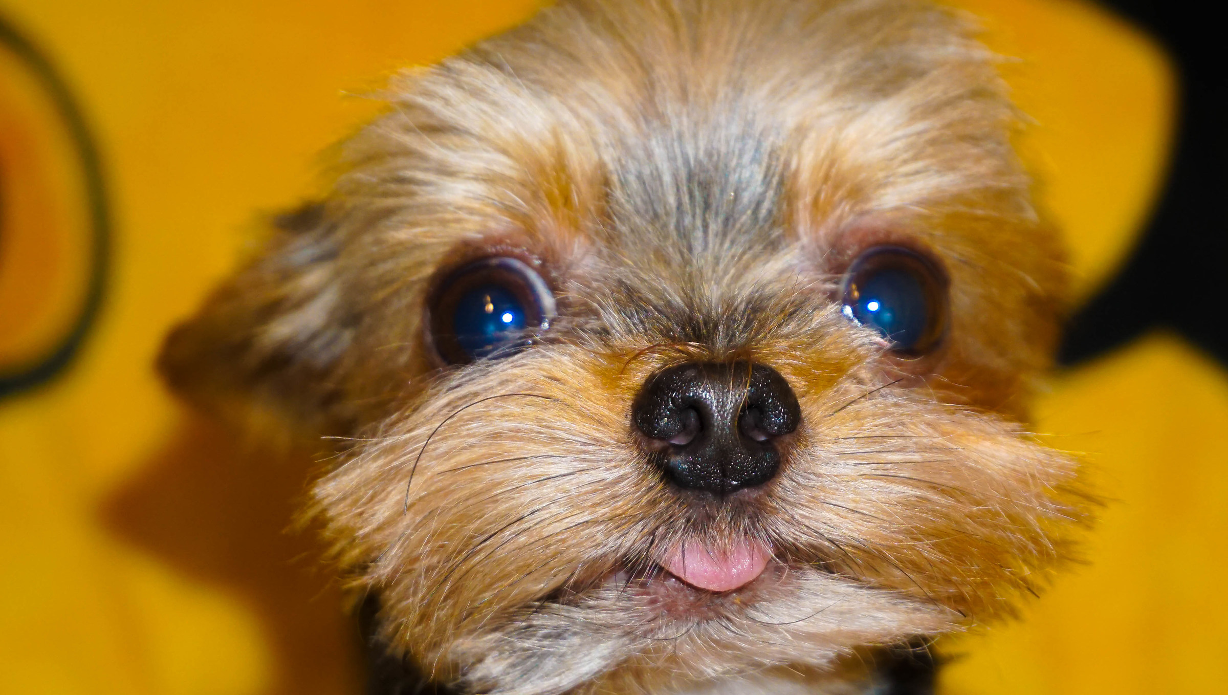 Turbo - Photo treated with Lightroom -