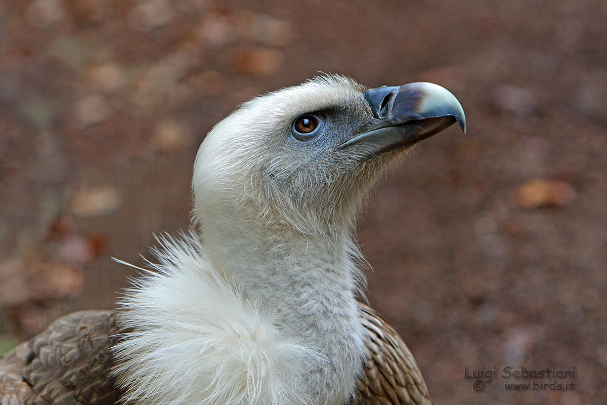 Dreaming of freedom ...