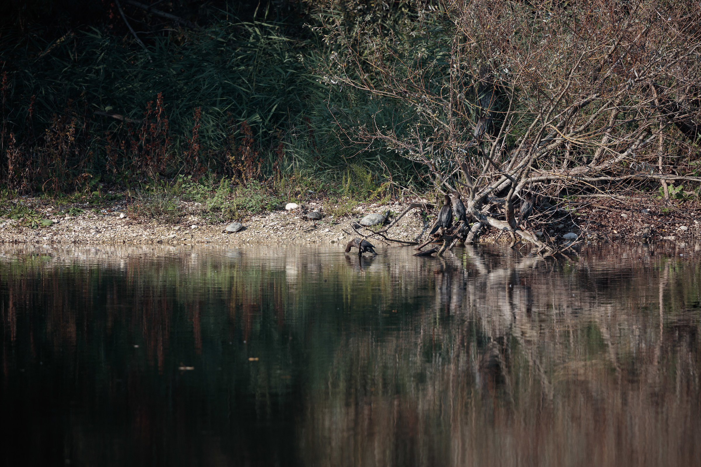 500isii+1.4xiii (test 500isii+1.4xiii vs 100-400isii)