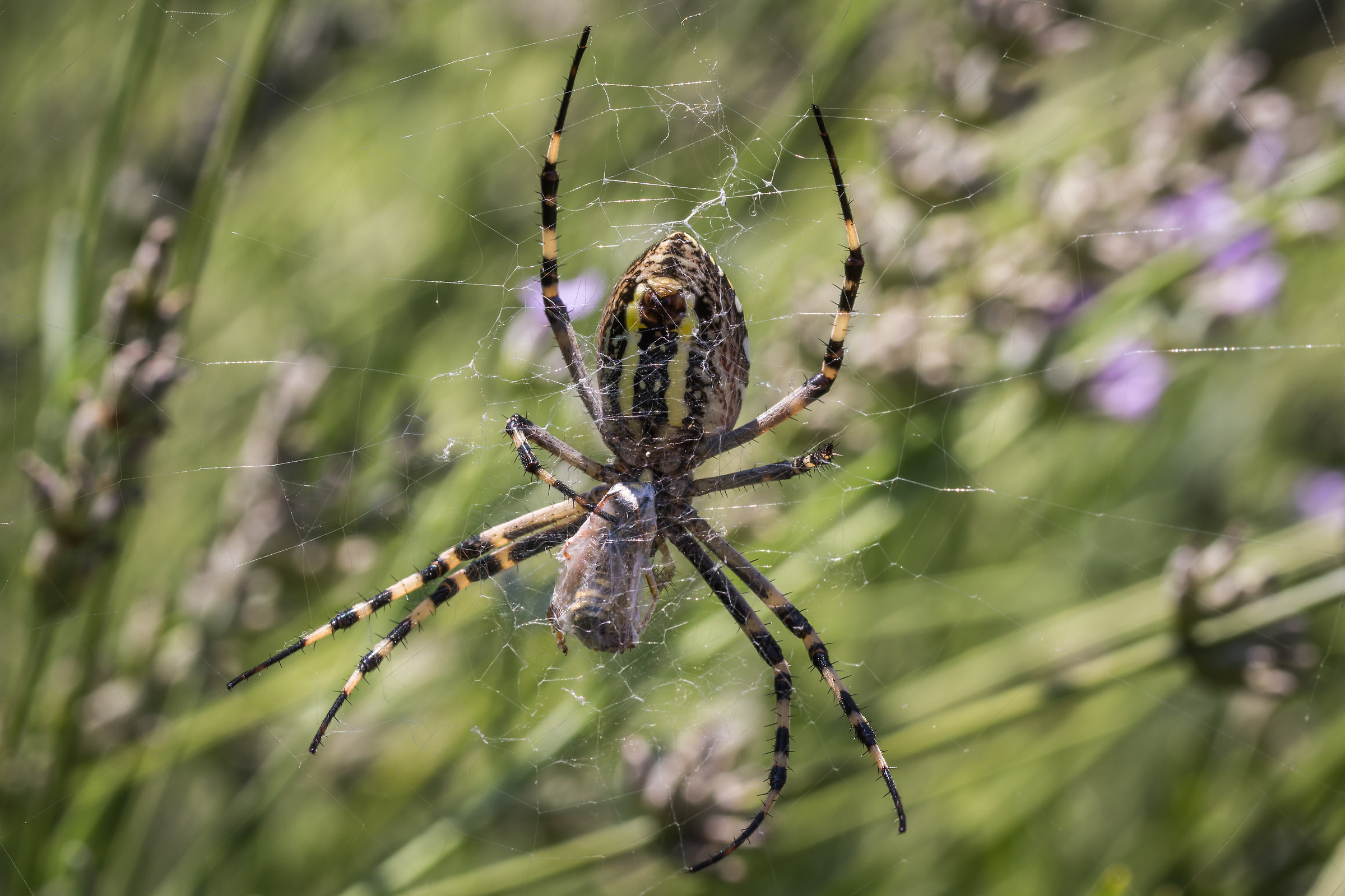 Letal hug (Argiope bruennichi)
