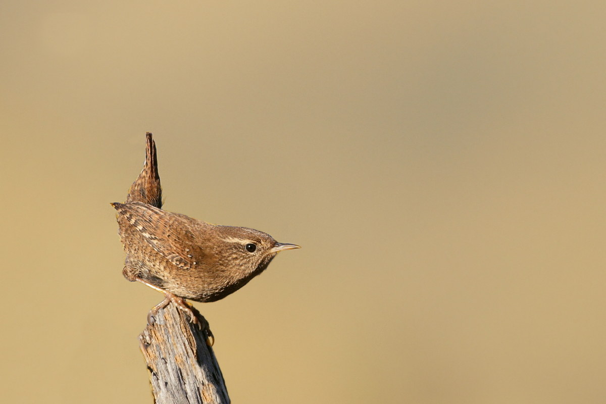 Wren