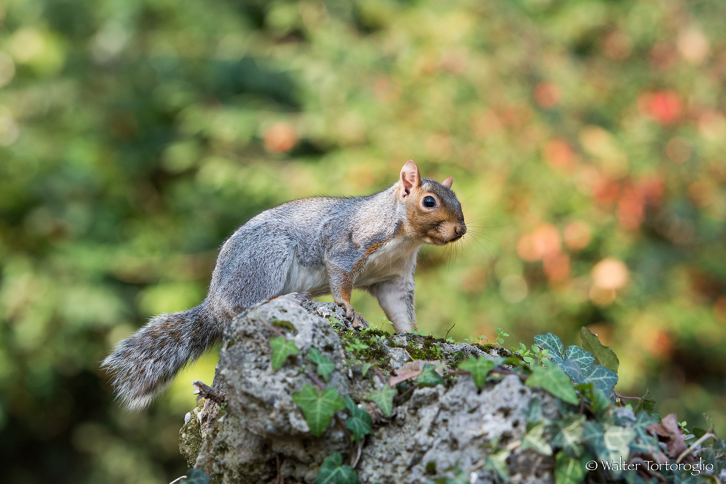 ...Ho lasciato mezza codina da qualche parte...