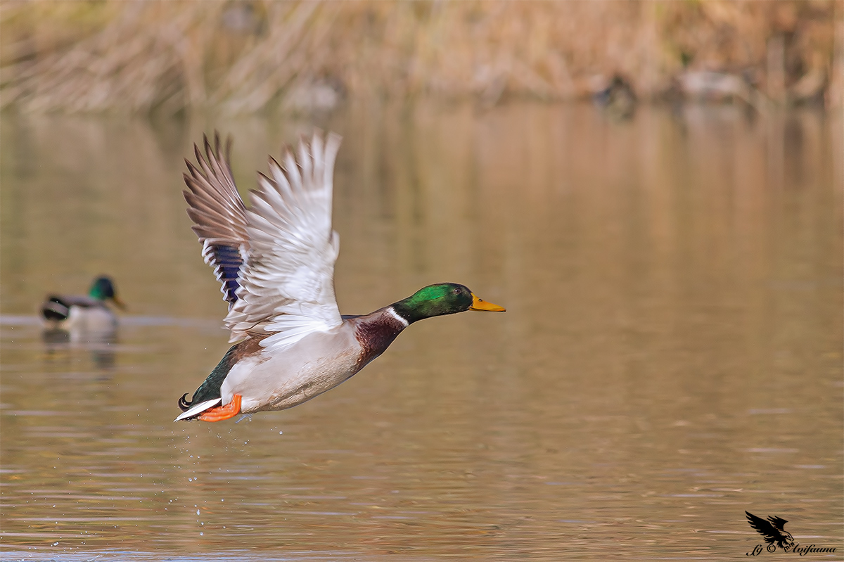 Mallard.