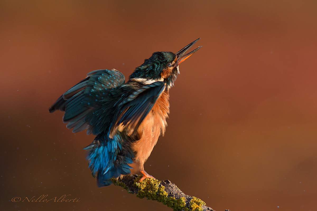 Martin Pescatore ..la magia dell'alba