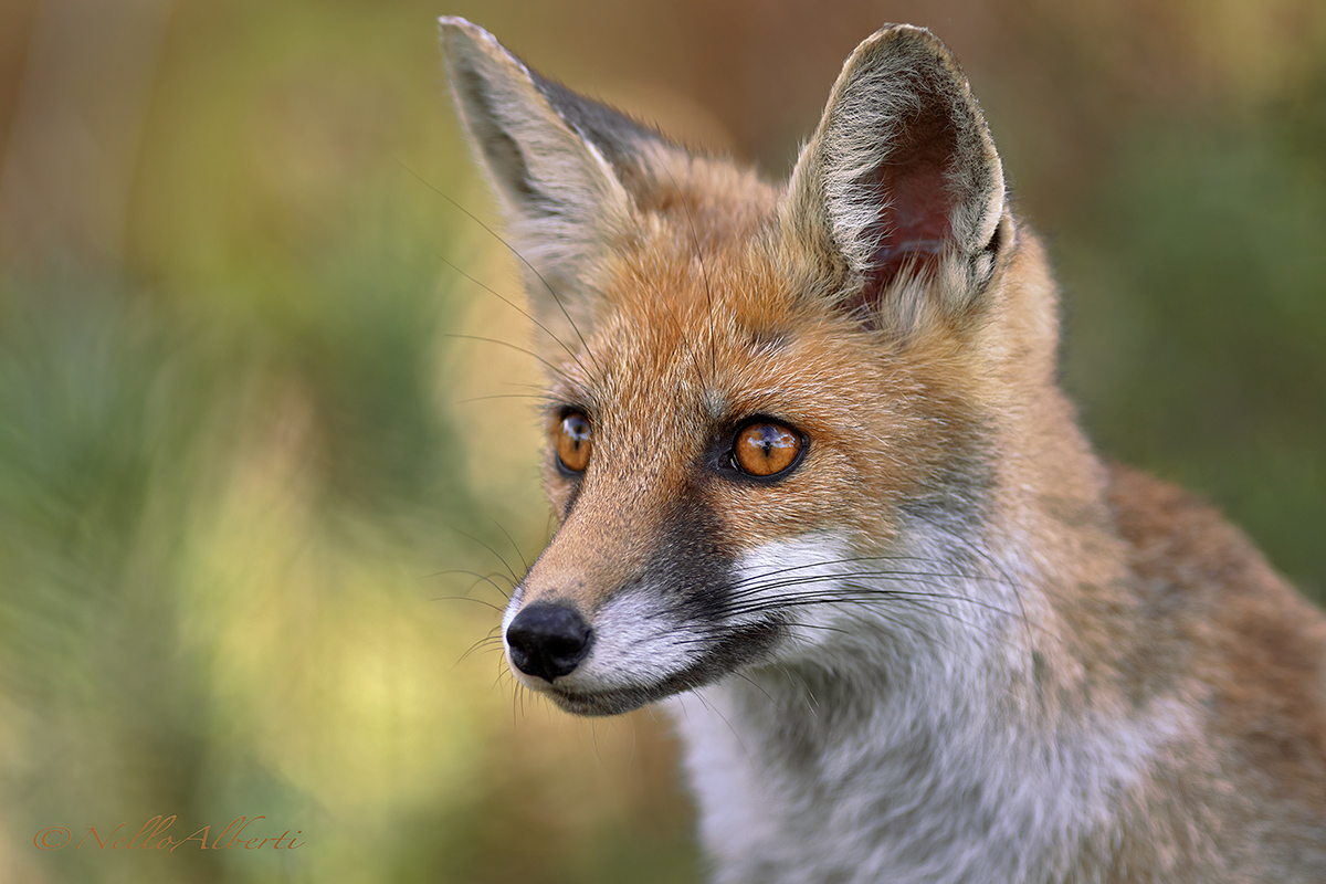 Fox portrait