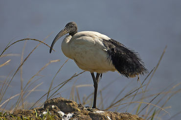 Threskiornis aethiopicus