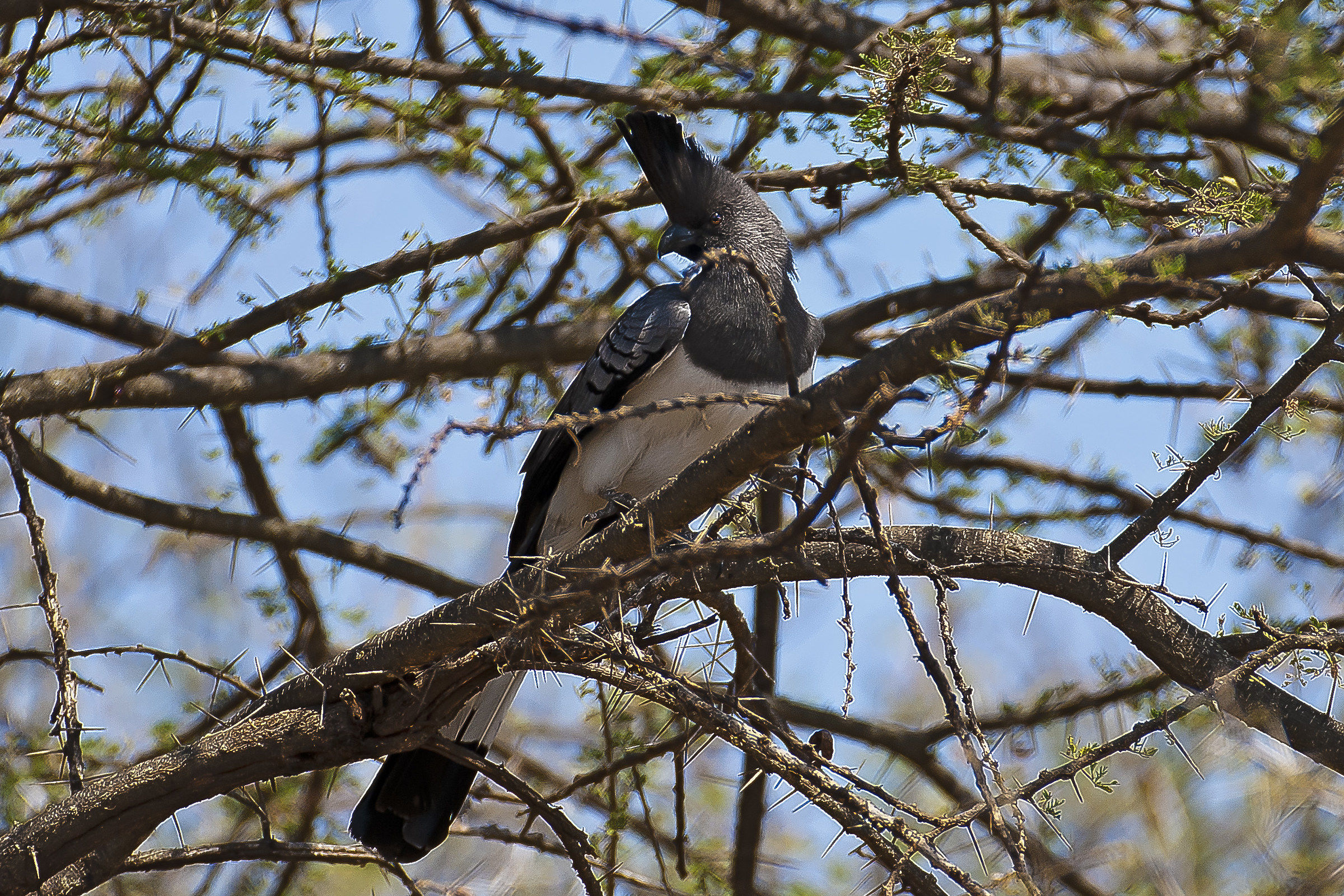 Turaco ventre bianco