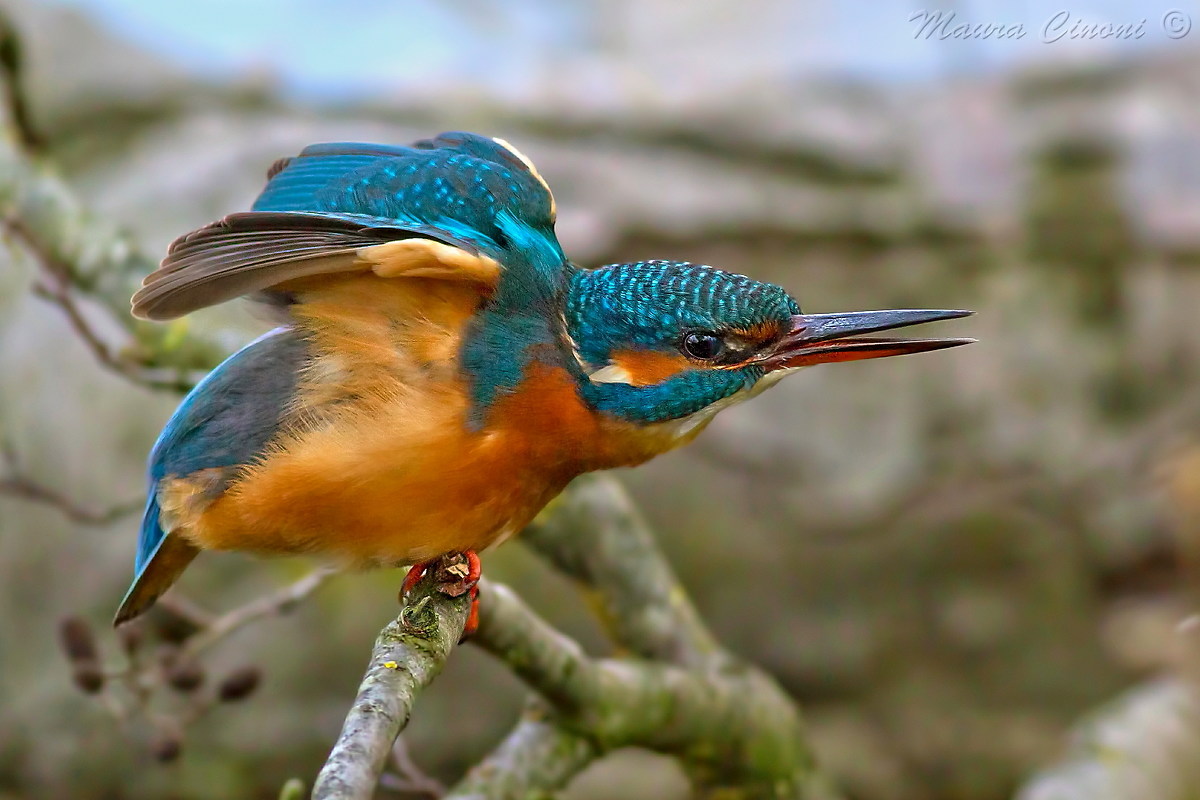Kingfisher Female