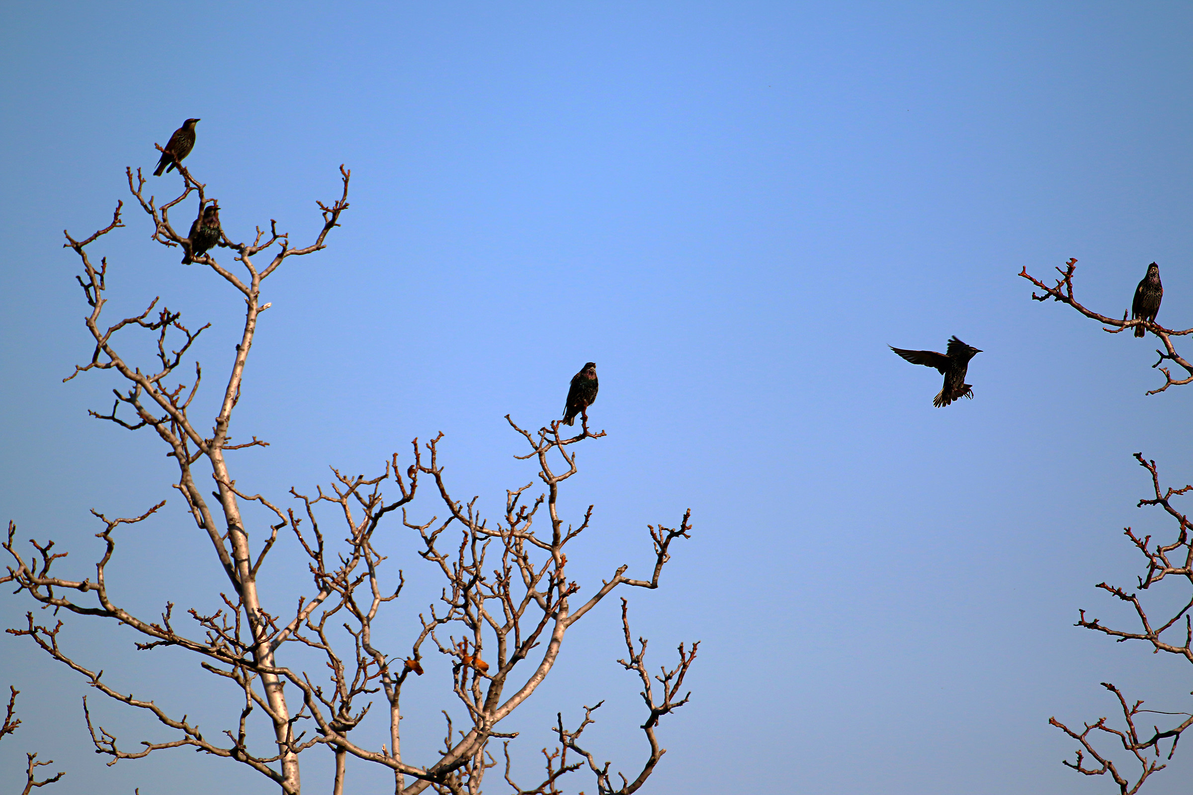 Long jump of the reversal :)