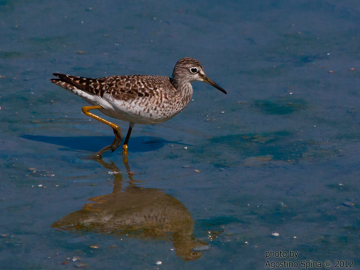 Sandpiper