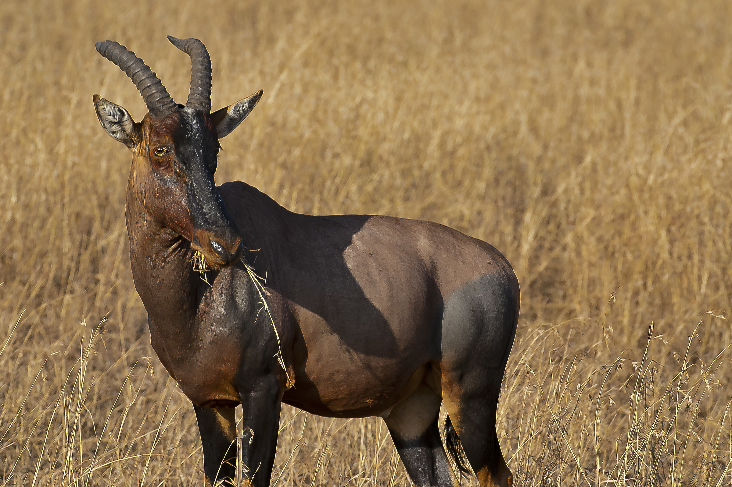 Topi antelope