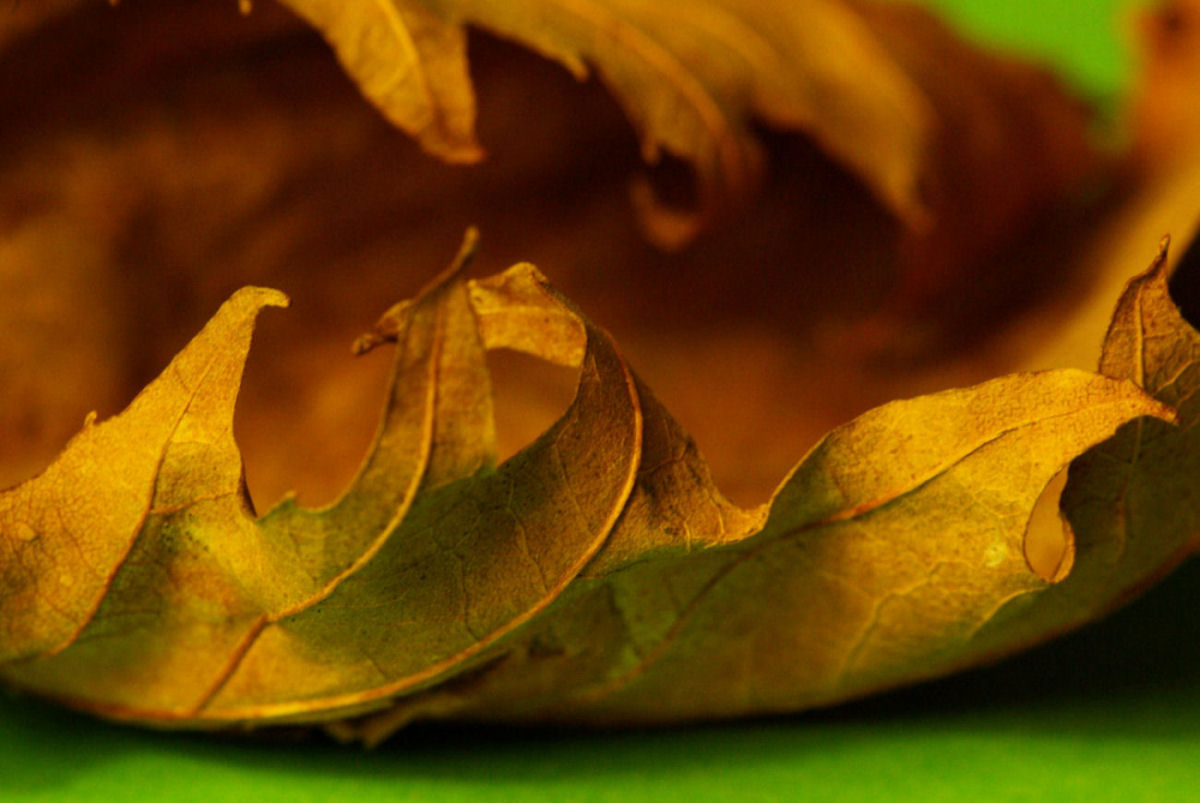 foglia morta