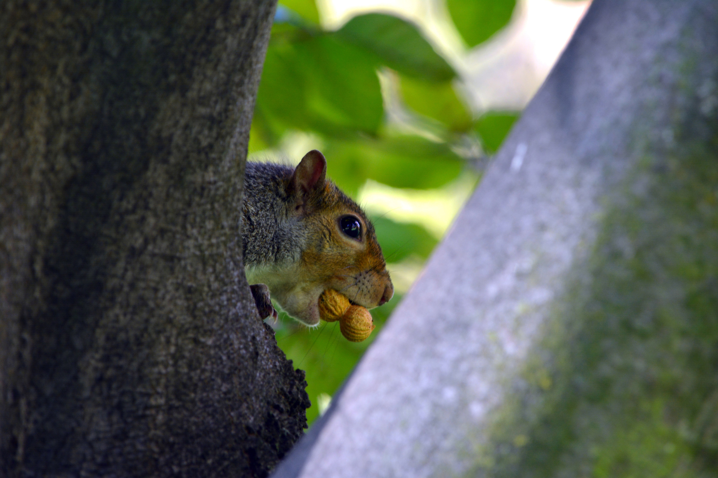 Gray squirrel