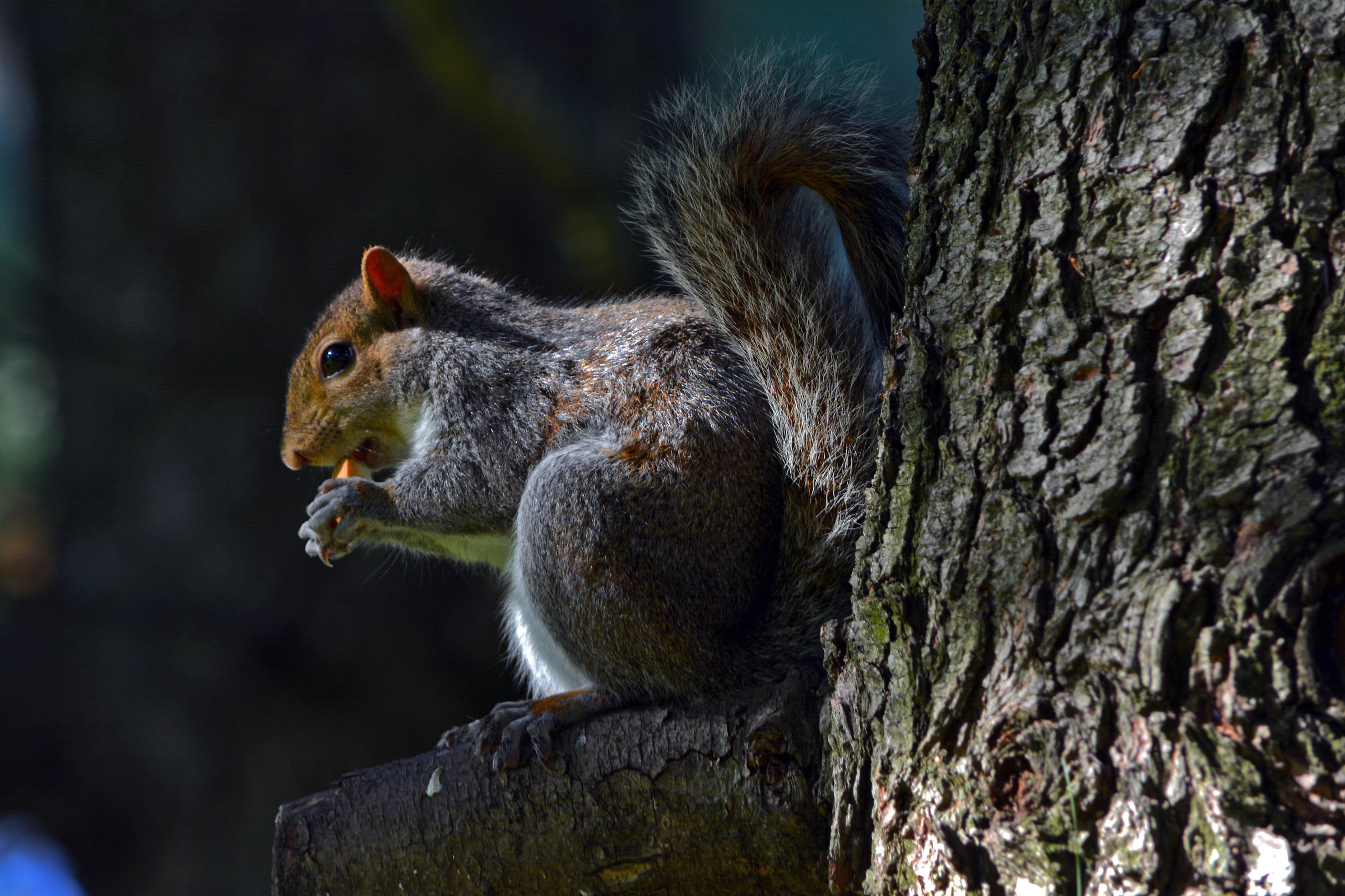 Scoiattolo grigio