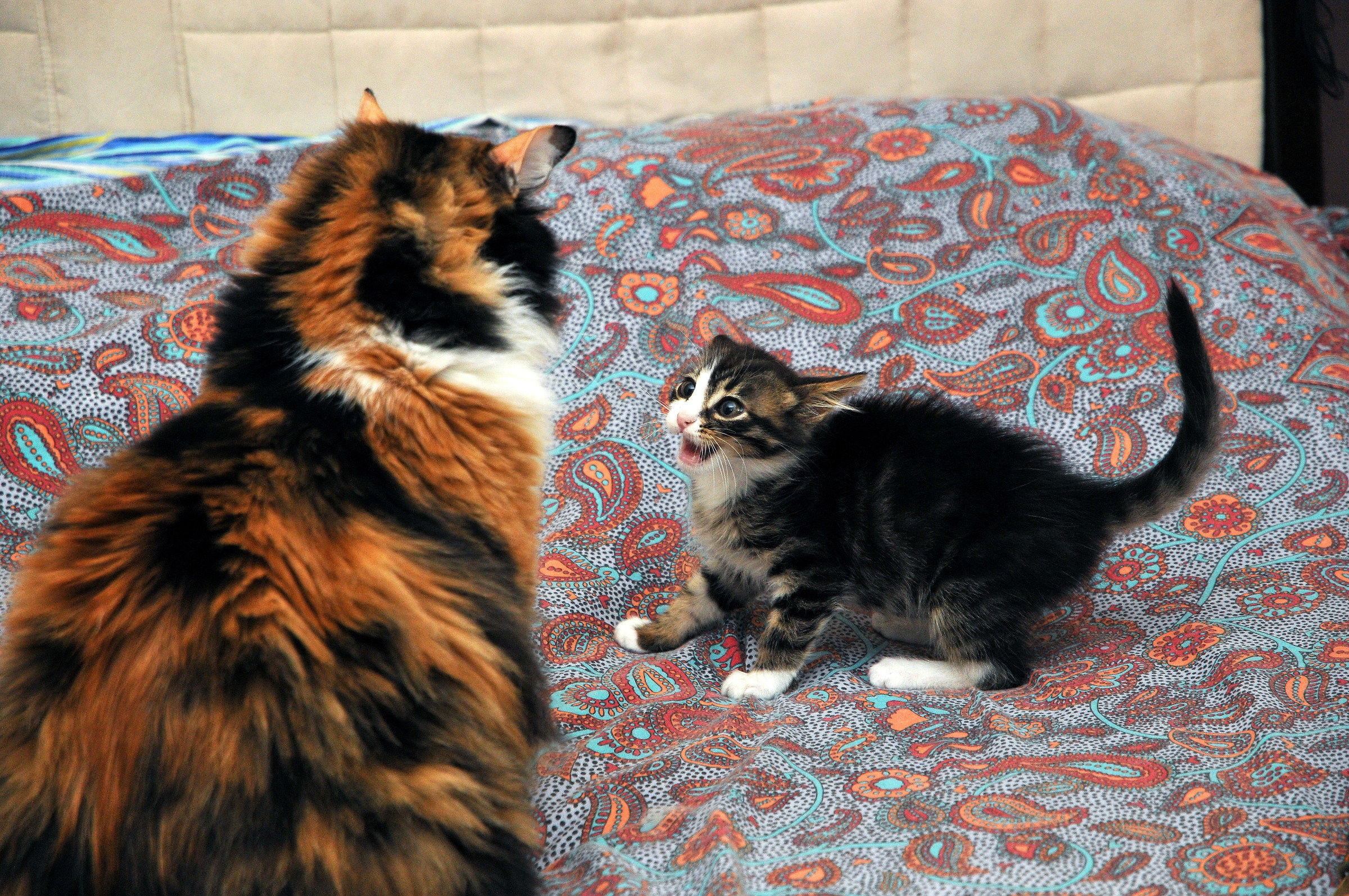 Il piccolo combattente