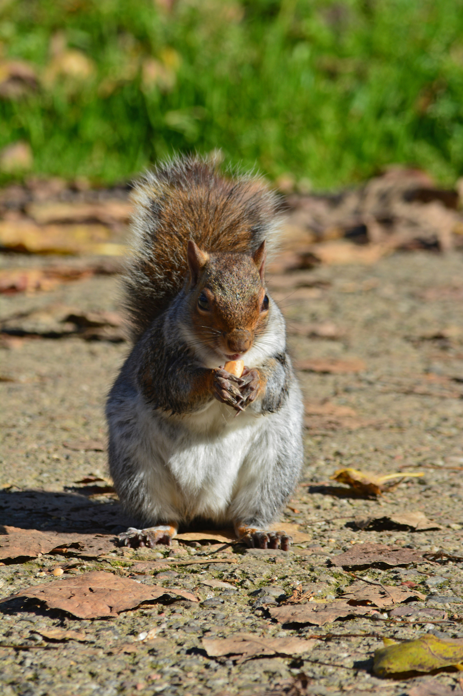 Gray squirrel