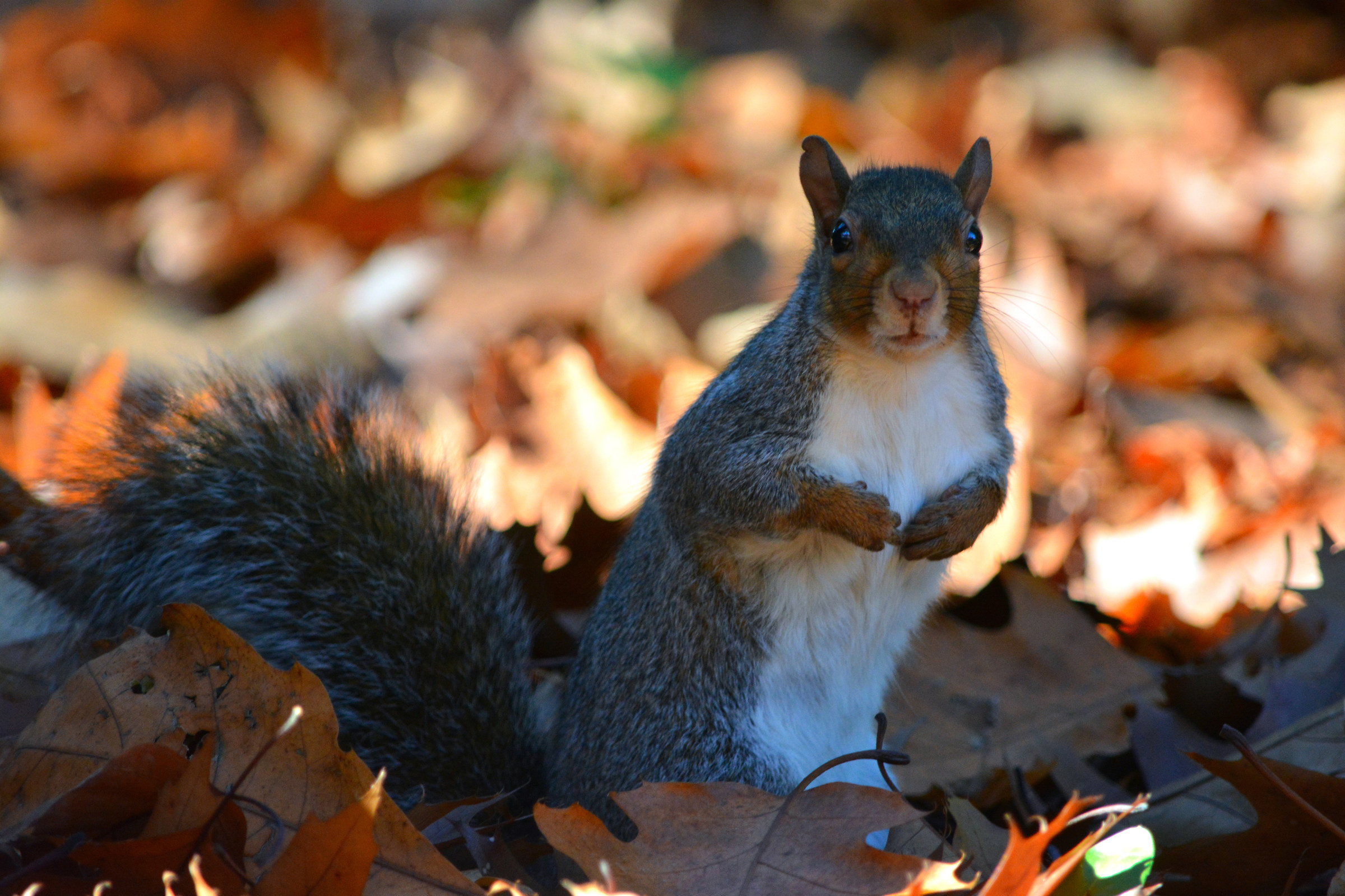 Gray squirrel