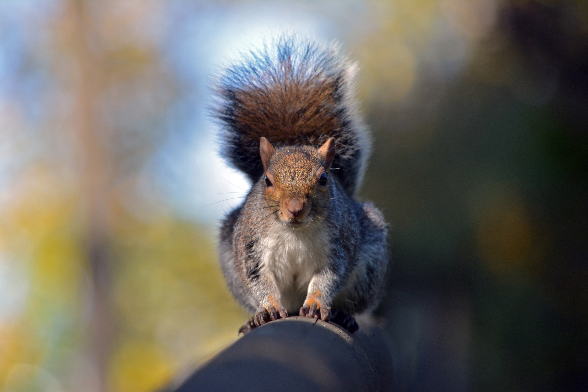 Gray squirrel