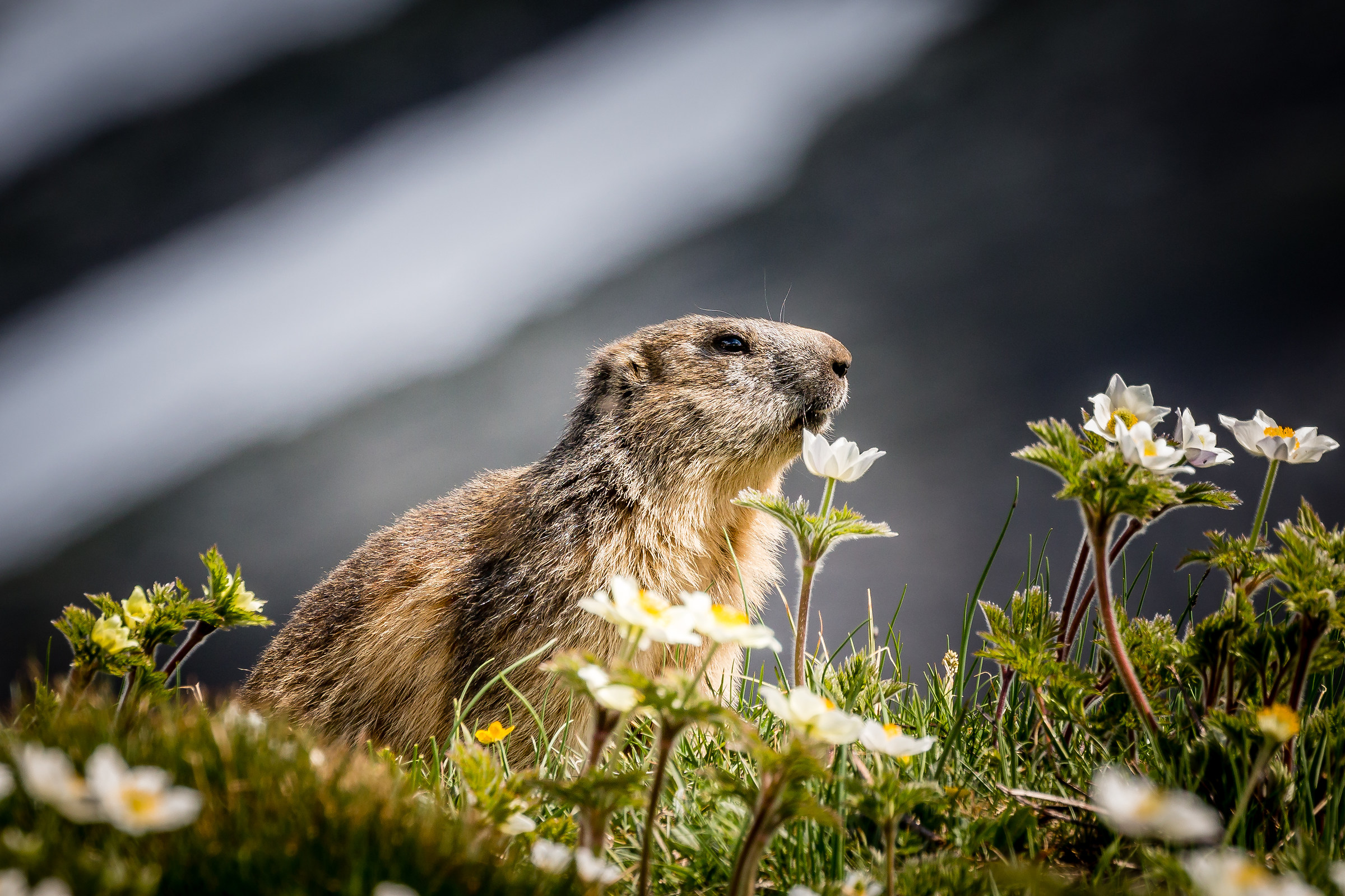 Marmot