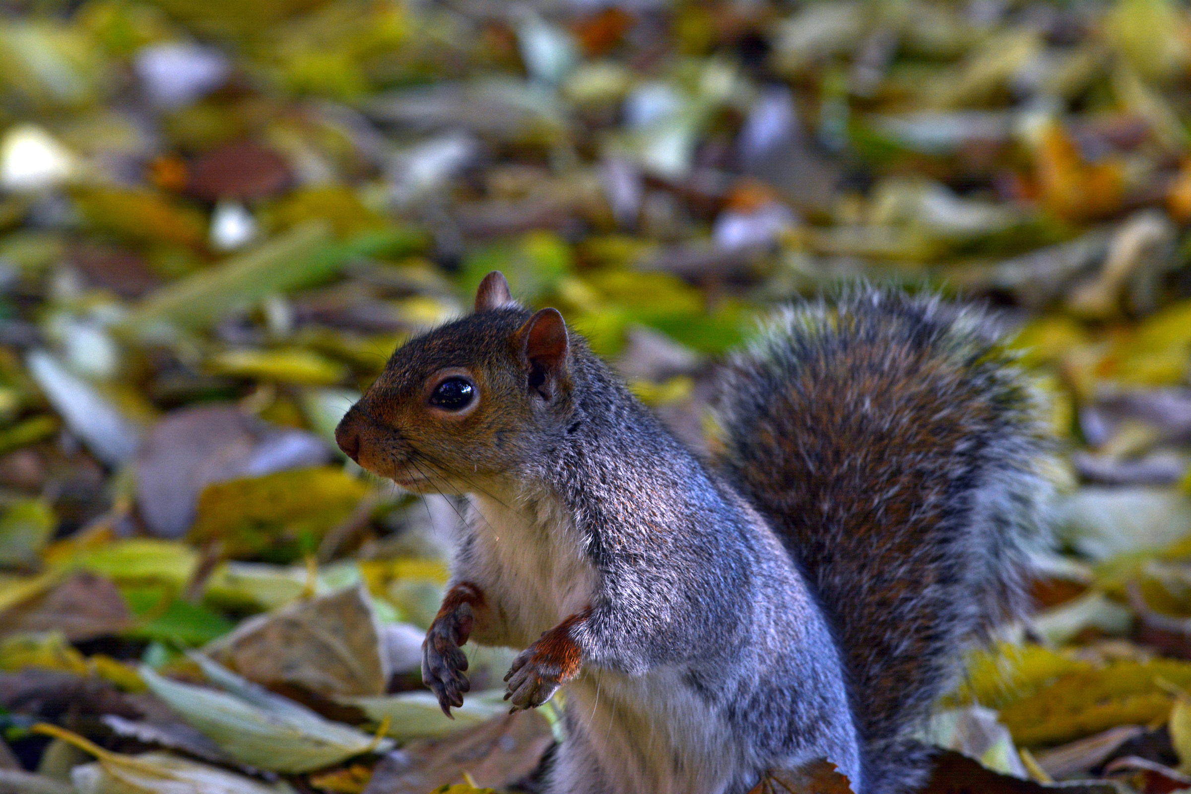 Gray squirrel