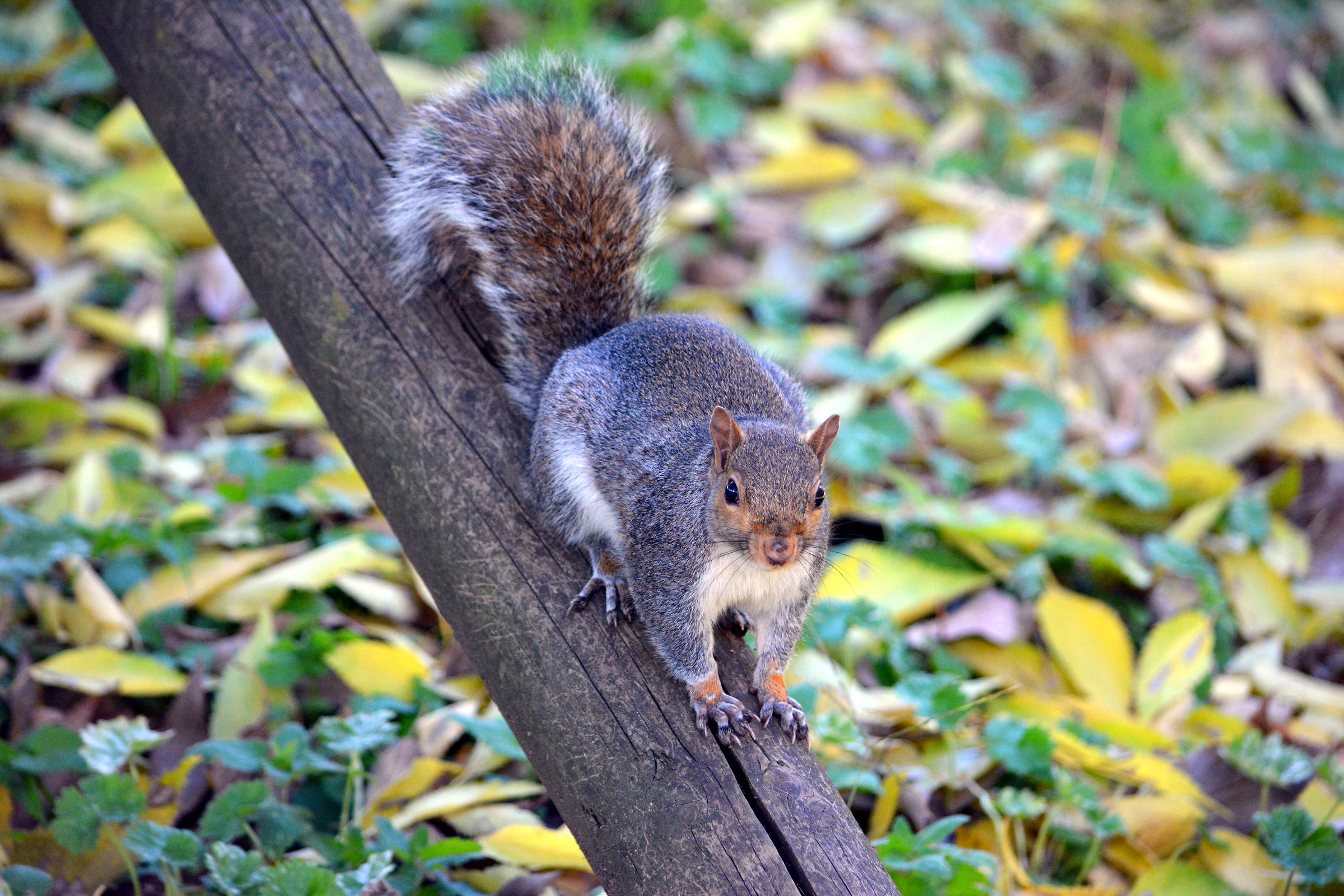 Gray squirrel