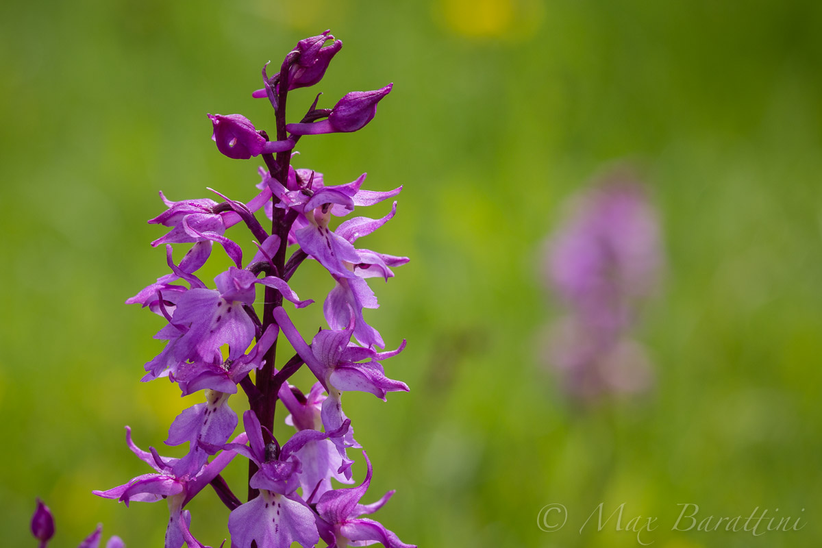 Orchis Mascula Speciosa