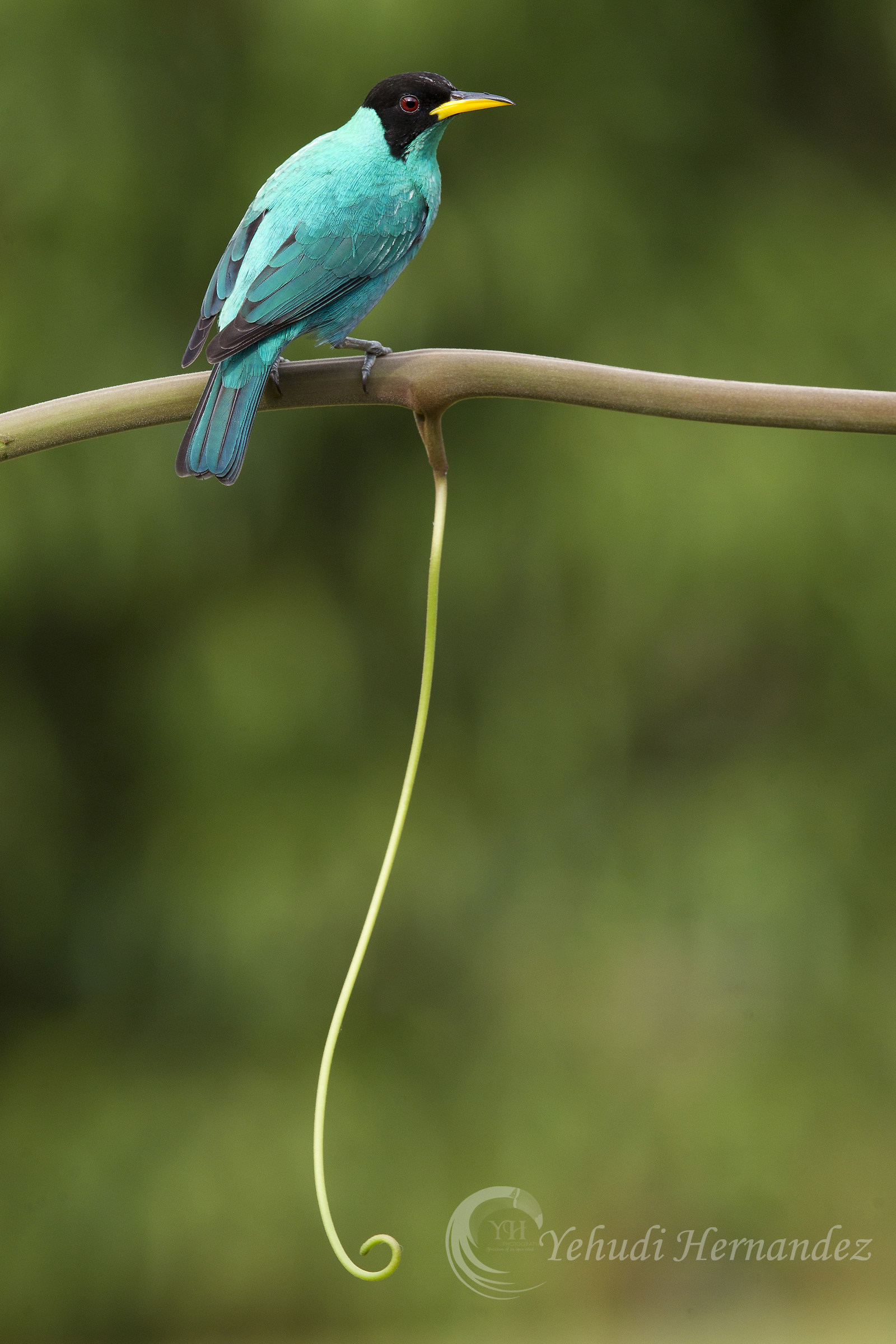 Verde Honeycreeper