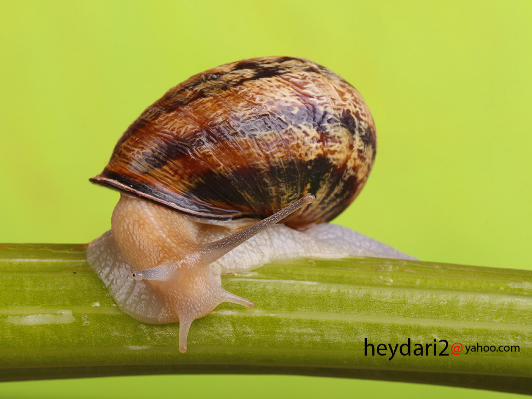 Mollusk2
