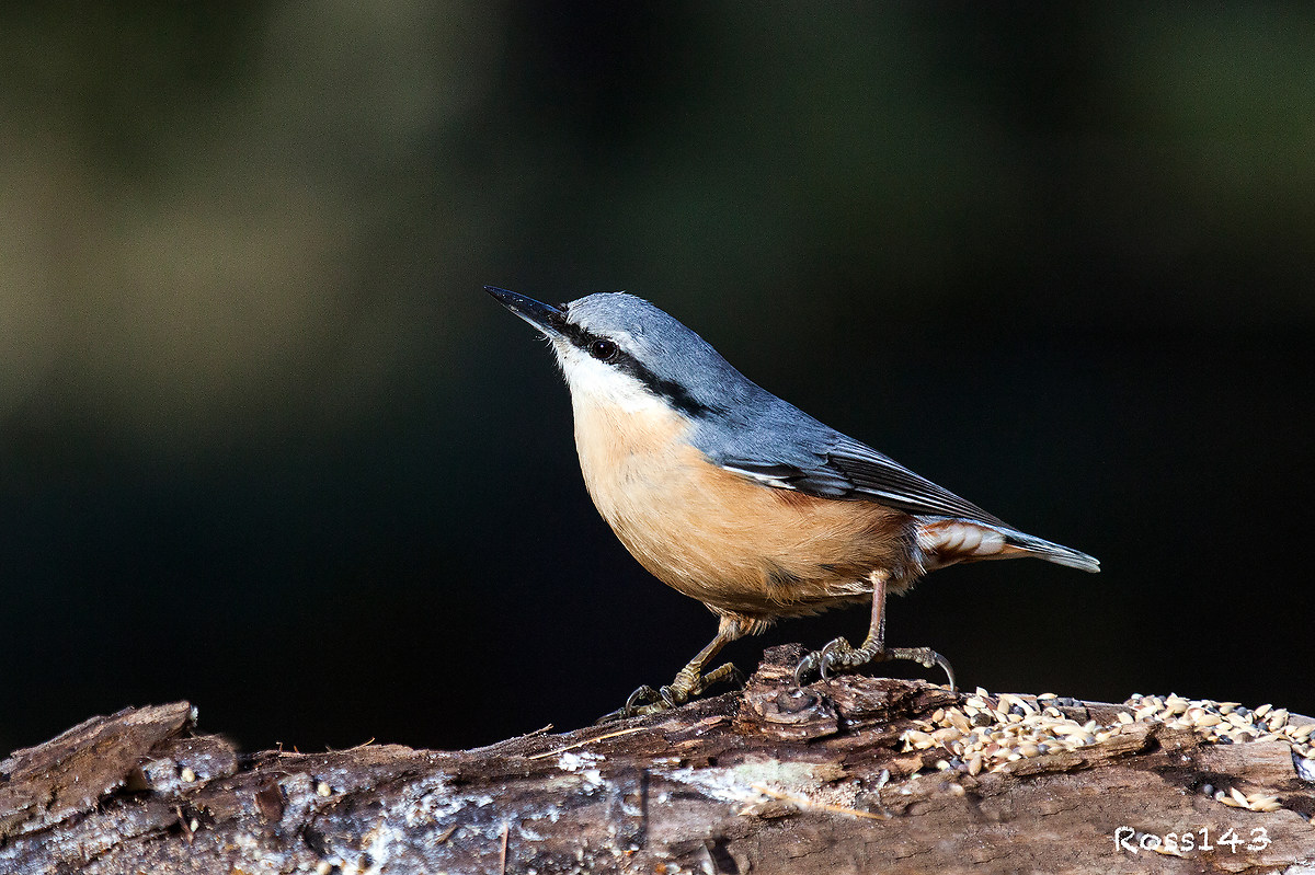 Nuthatch 8