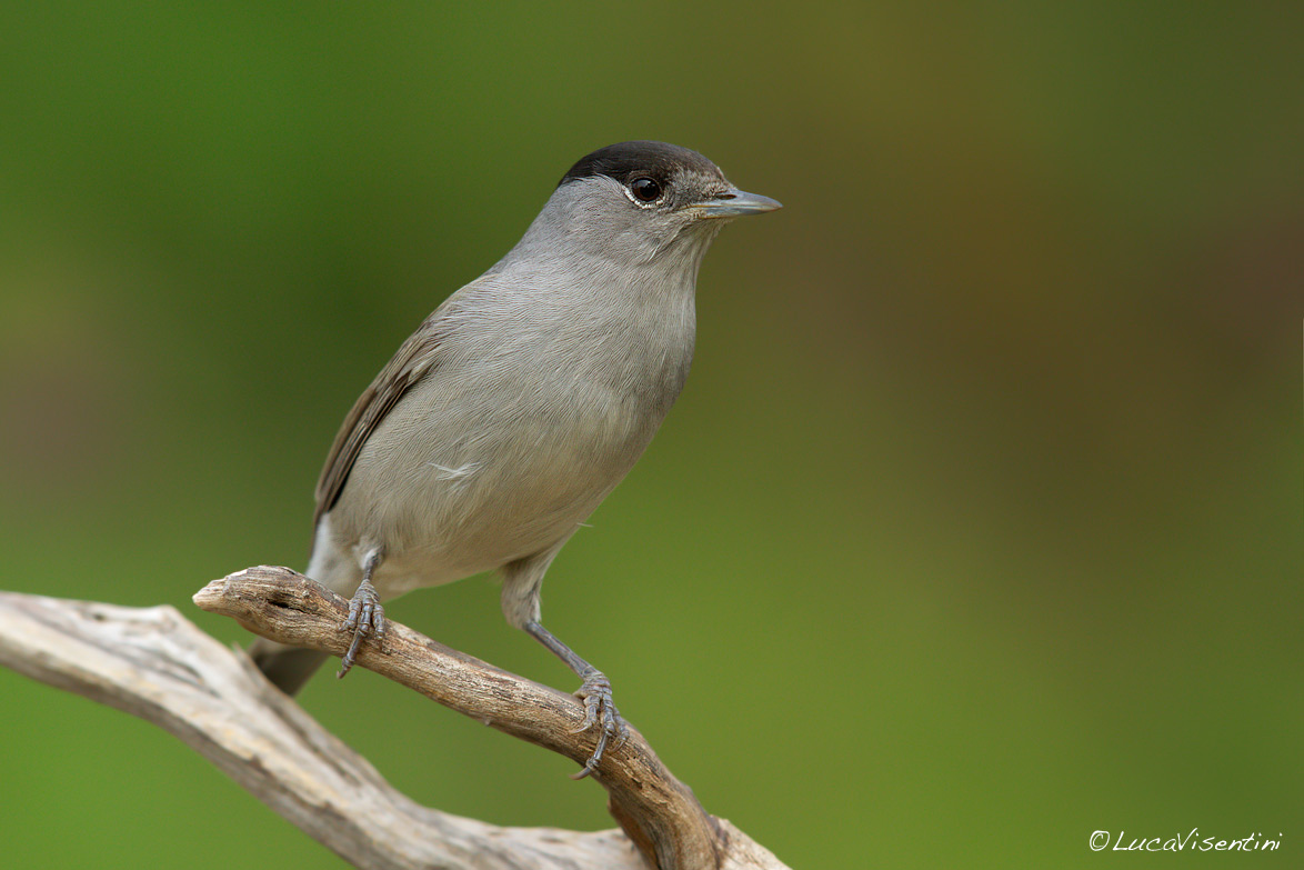 Blackcap