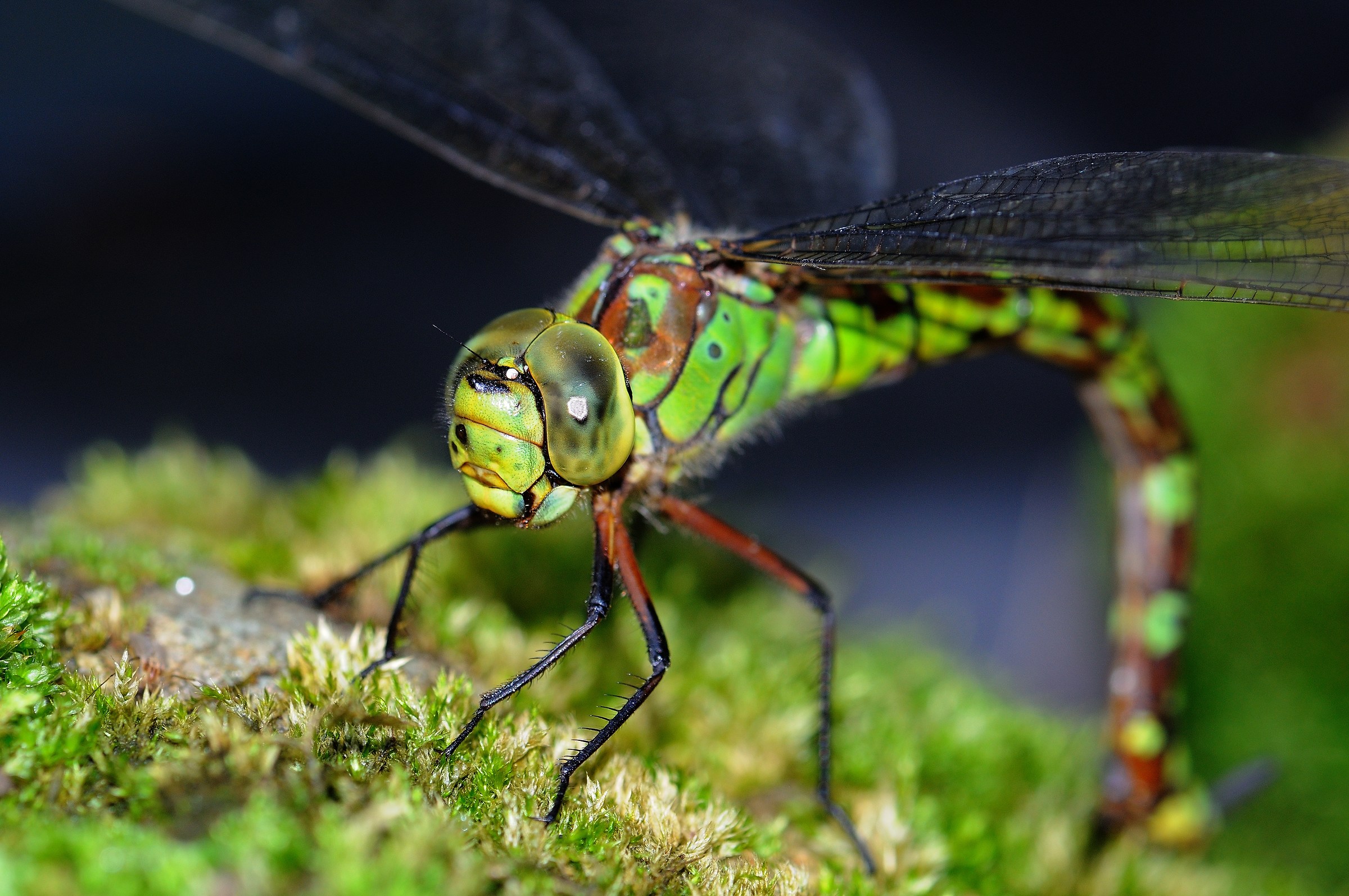 mentre depone le uova