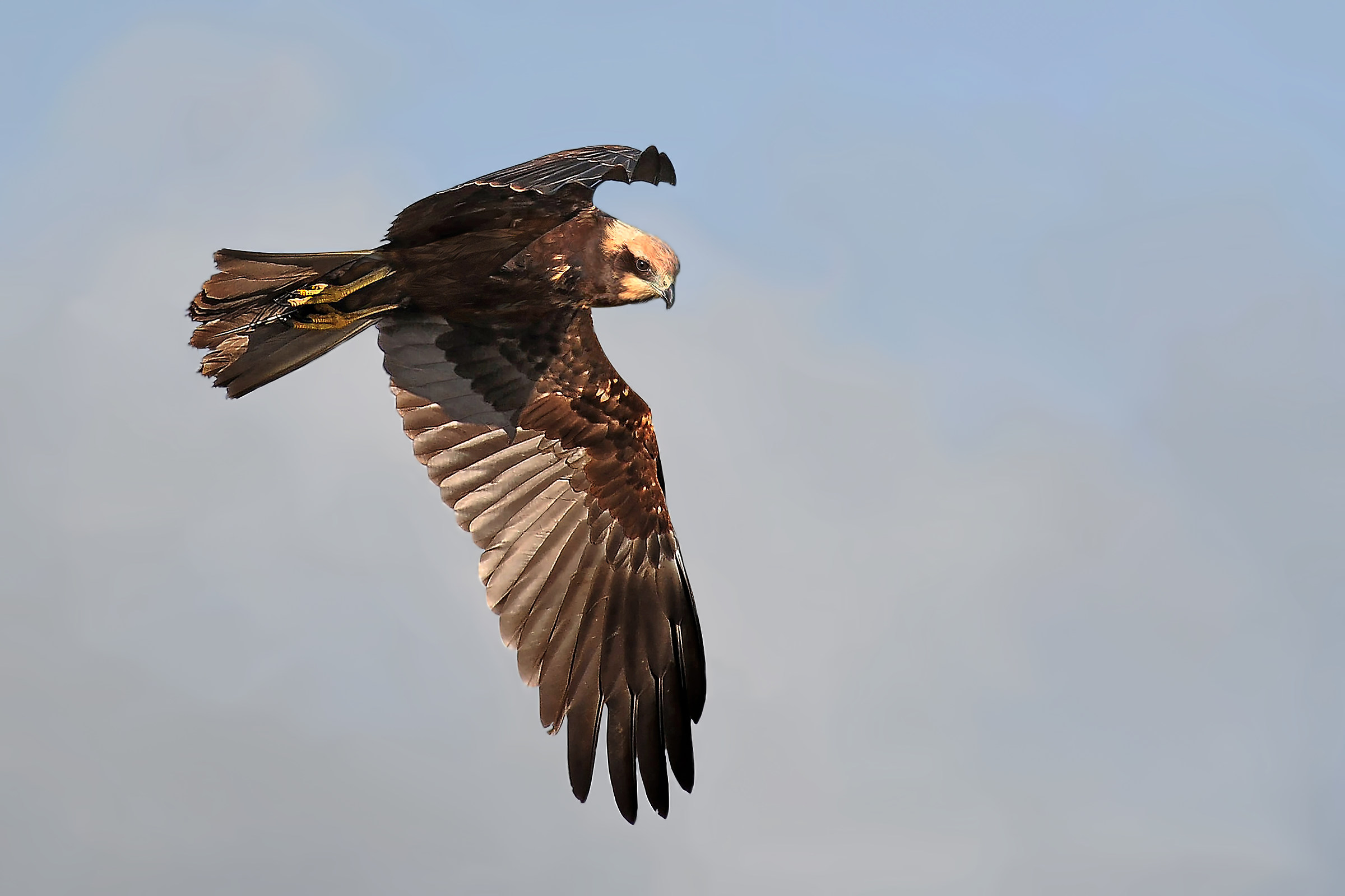 inquadrando la preda