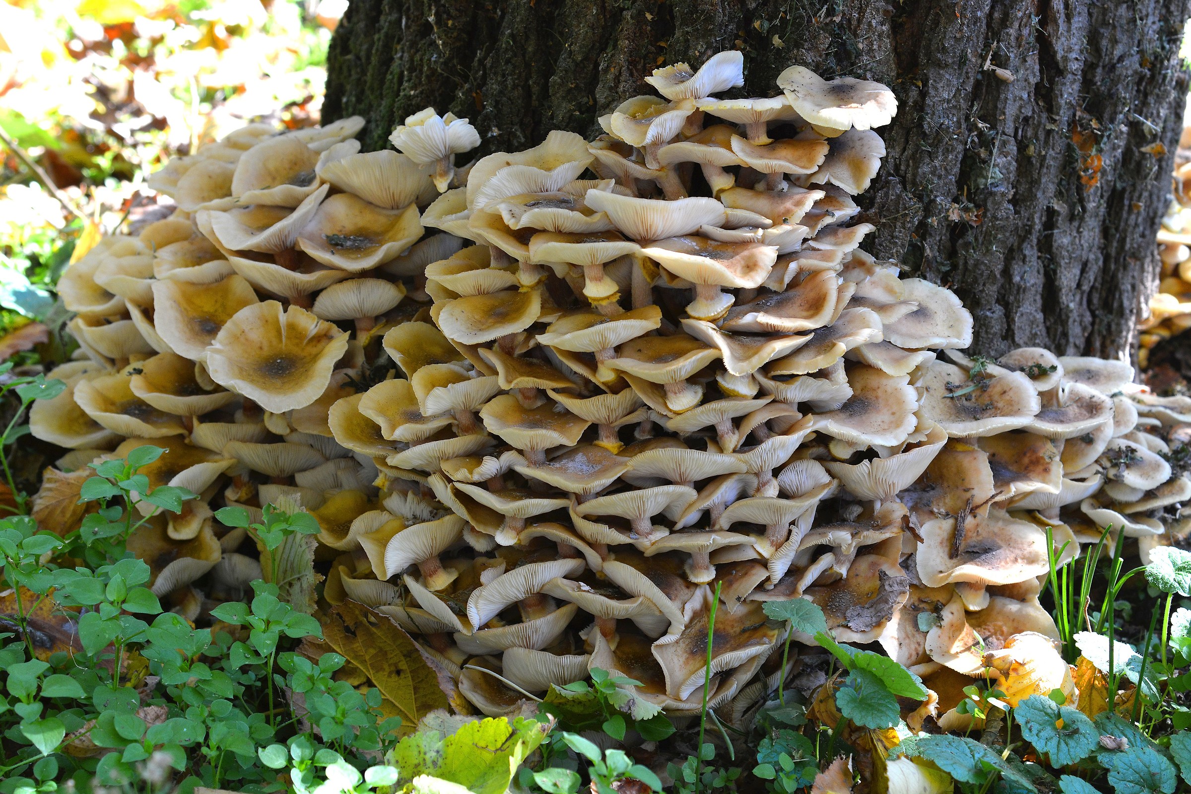 Mushrooms of our house