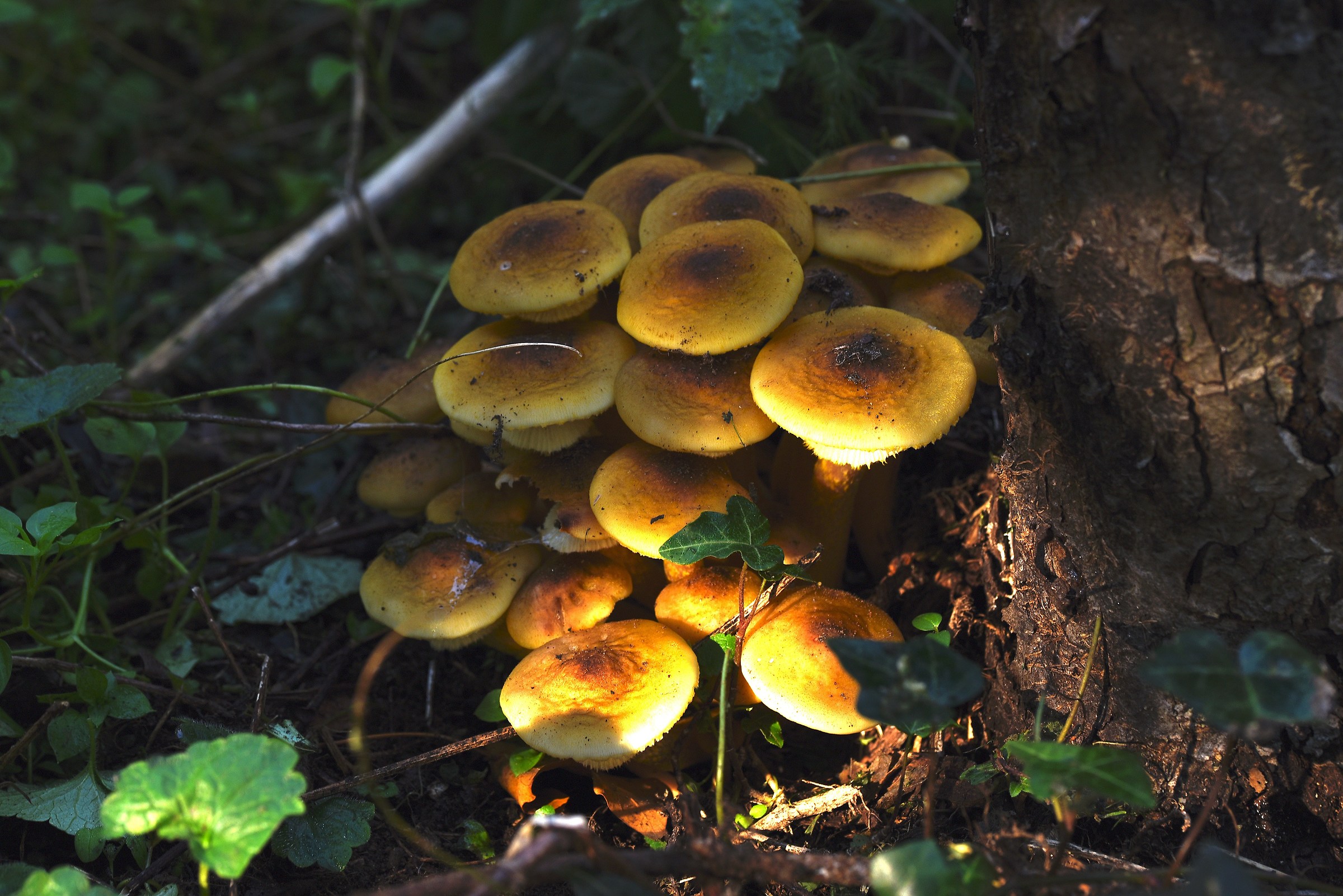 Mushrooms of our house 2