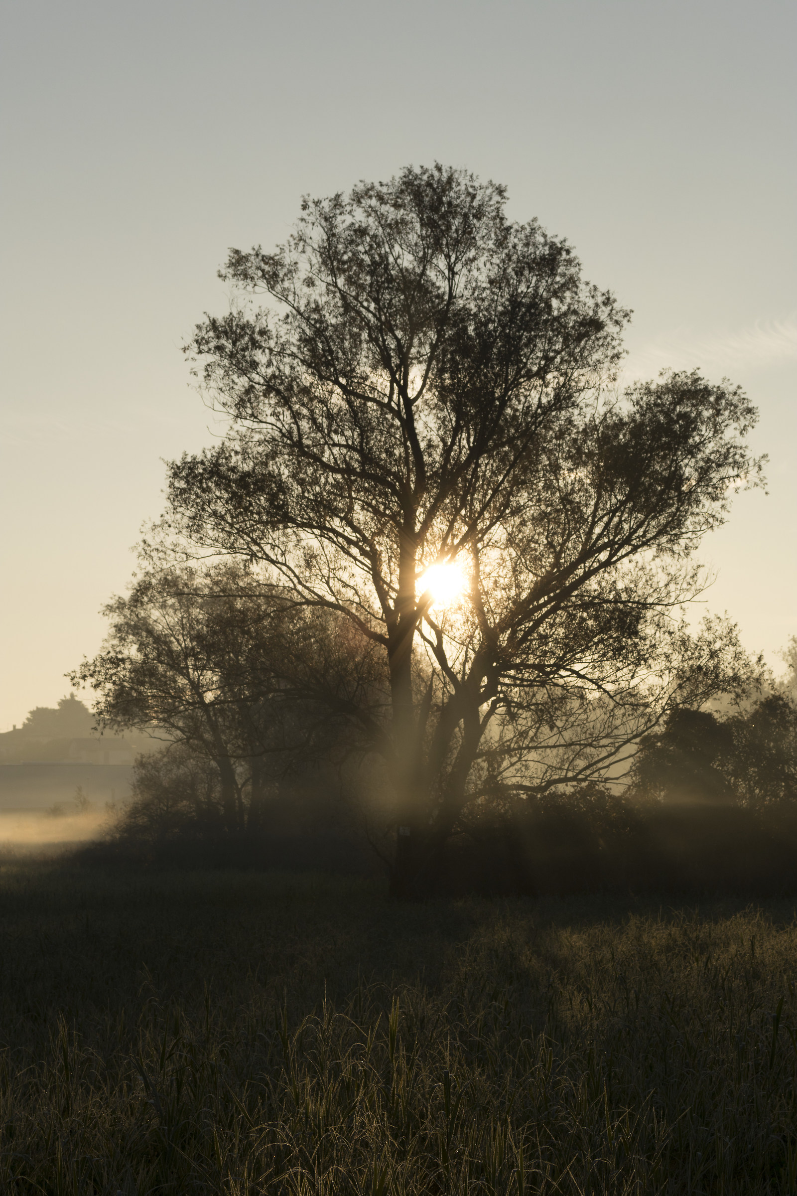 Sole che si sveglia 2