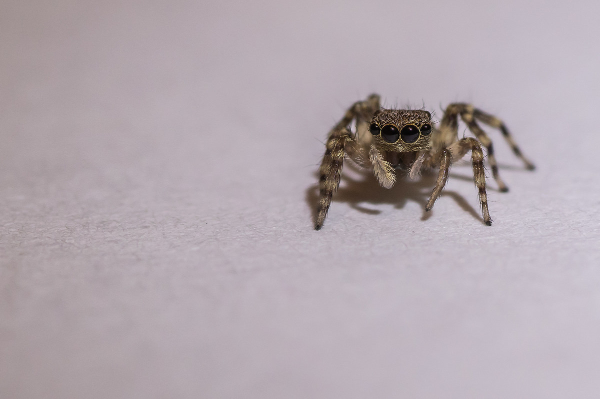 Jumping Spider
