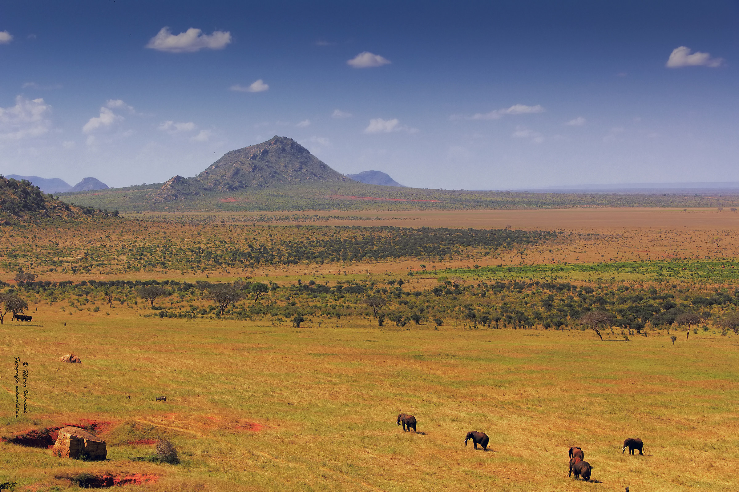Gli elefanti di Tsavo