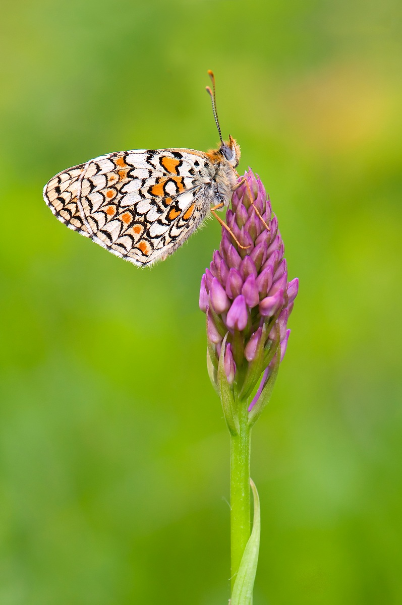 Anacamptis pyramidalis con Melitea phoebe