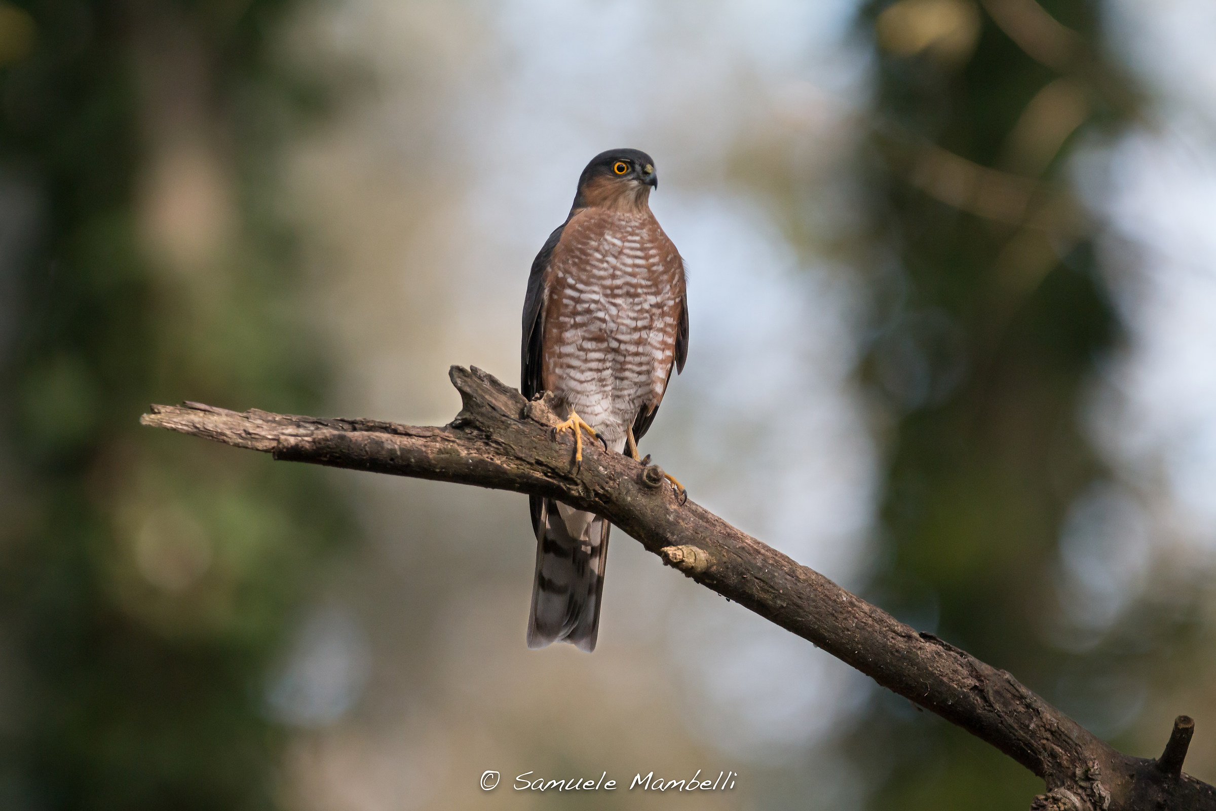 the shadows of the forest